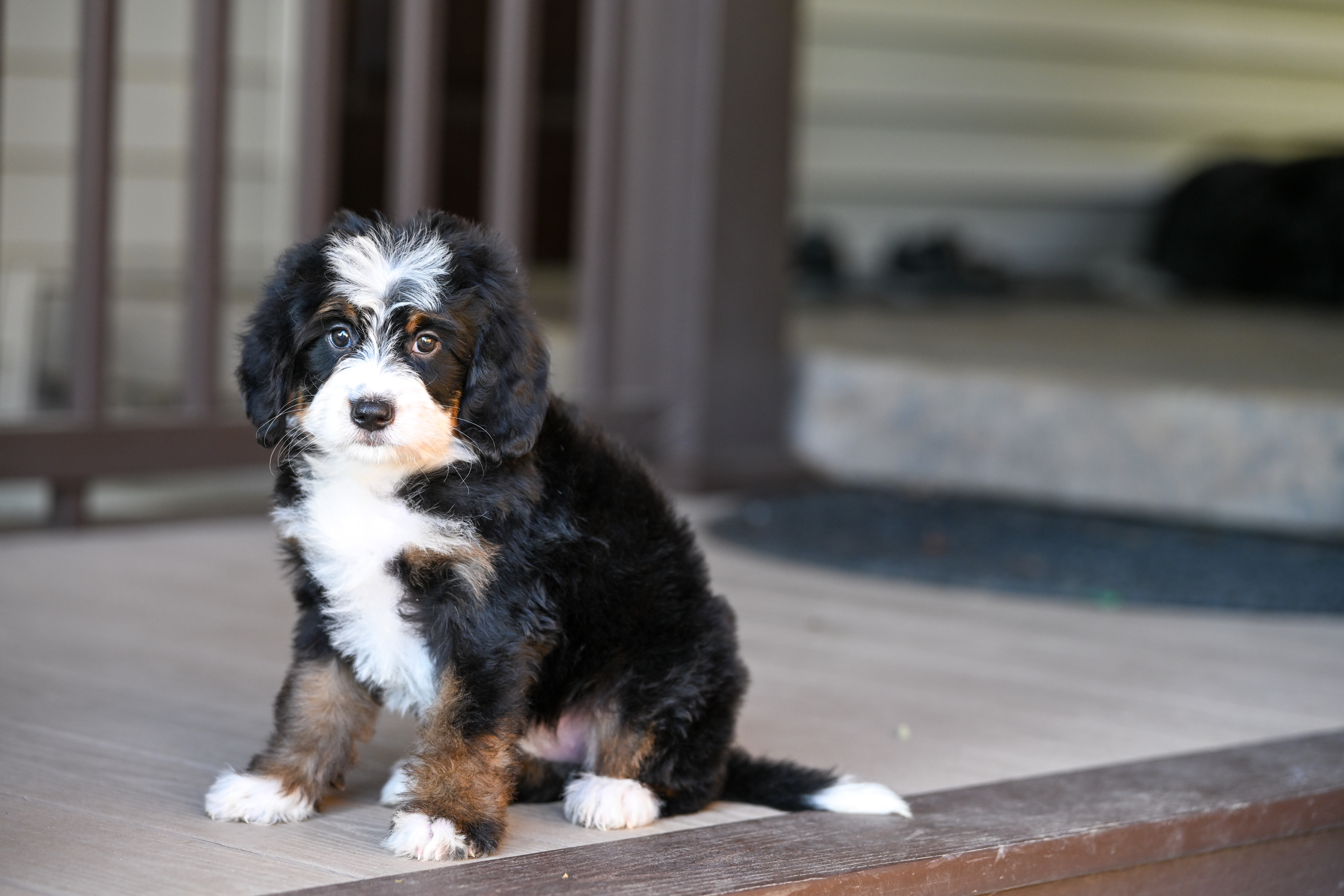Melania, Tri Colored, girl, Mini Bernedoodle, puppy at Down Home Doodle