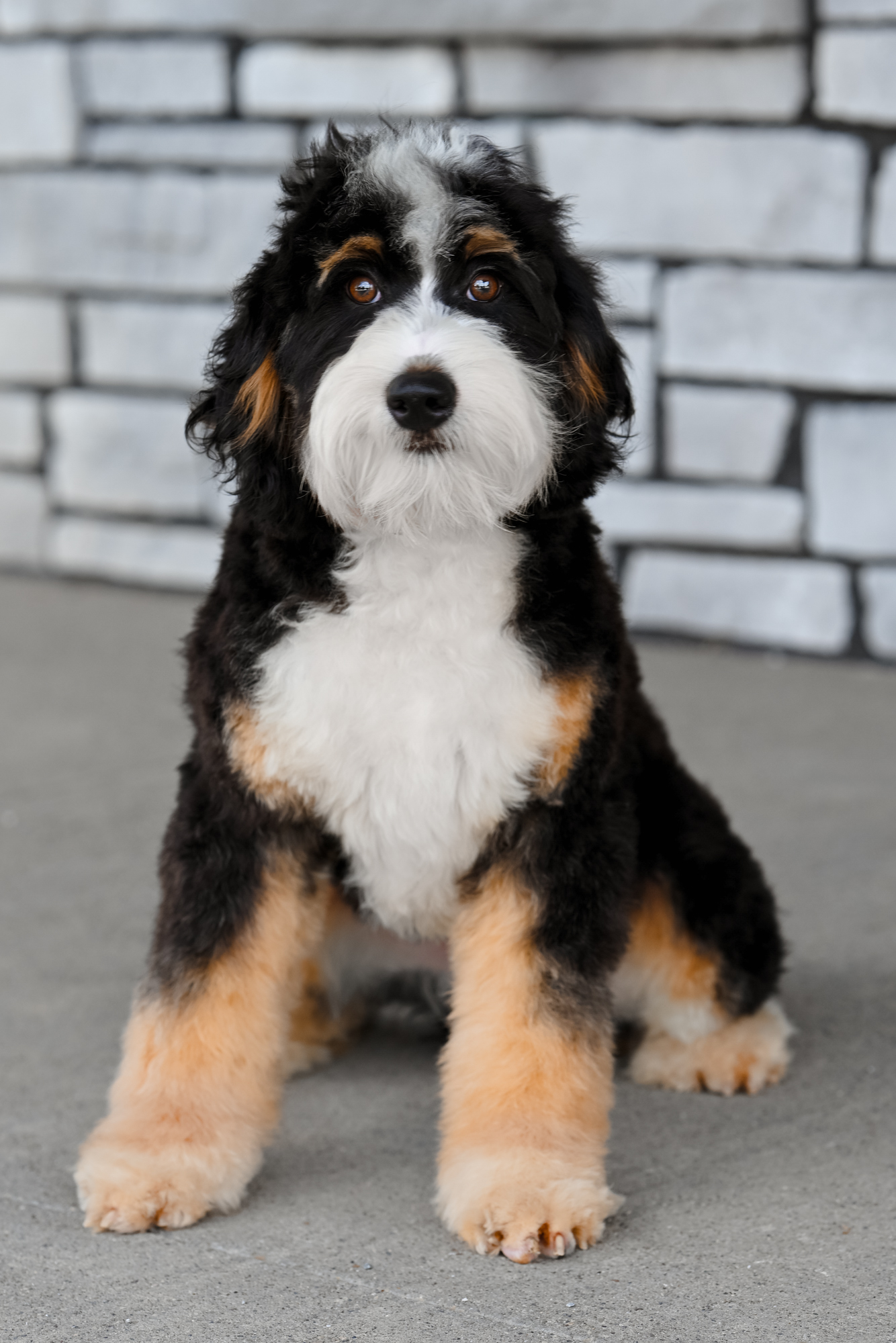 Our beautiful 36-pound F1 Mini Bernedoodle mom with a lovely wavy coat and an intelligent, observant, thoughtful personality.