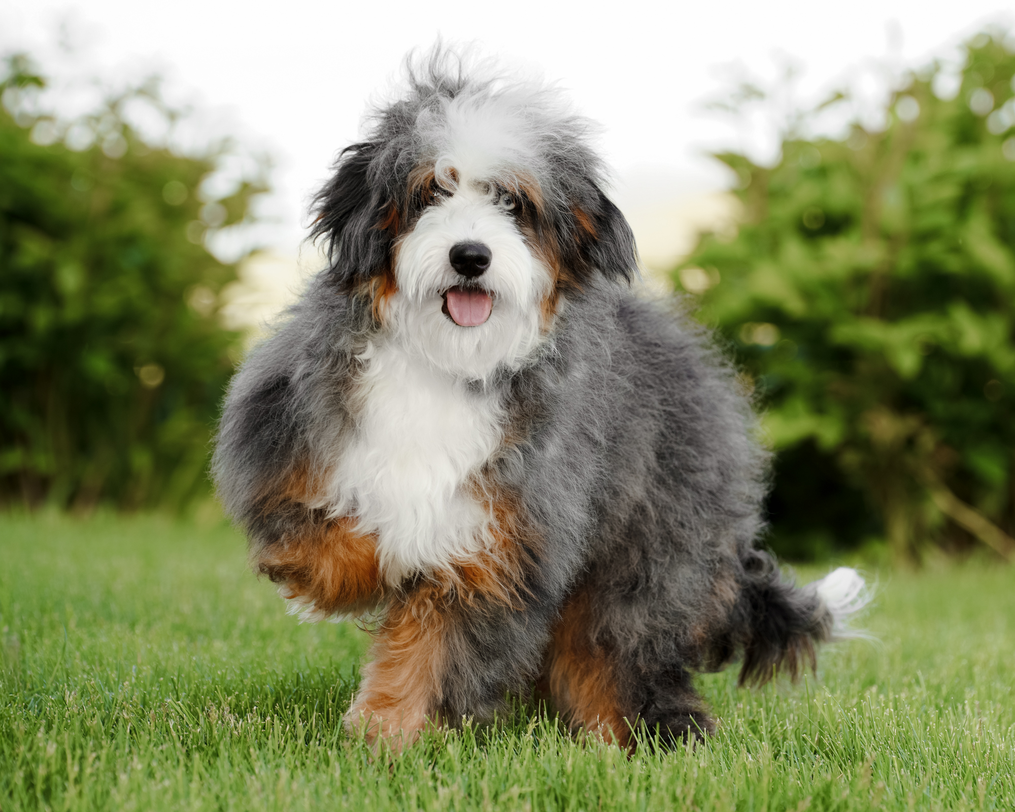 Our beautifully colored Mini Bernedoodle mom with vibrant markings, a captivating blue eye, and an outgoing, cheerful