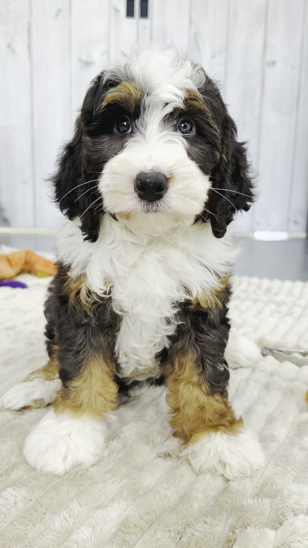 Tot, Tri Colored Black Dilute boy from the Potato Litter