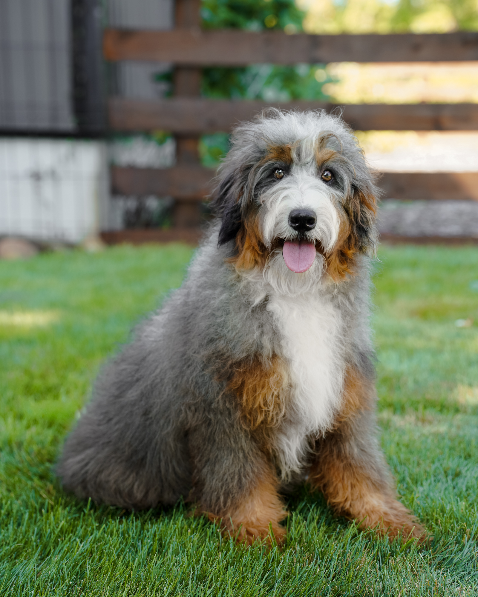 Our beautiful 40-pound multigenerational Mini Bernedoodle mom with vibrant tan points, a wavy coat, and a mellow, easy-to-train nature.