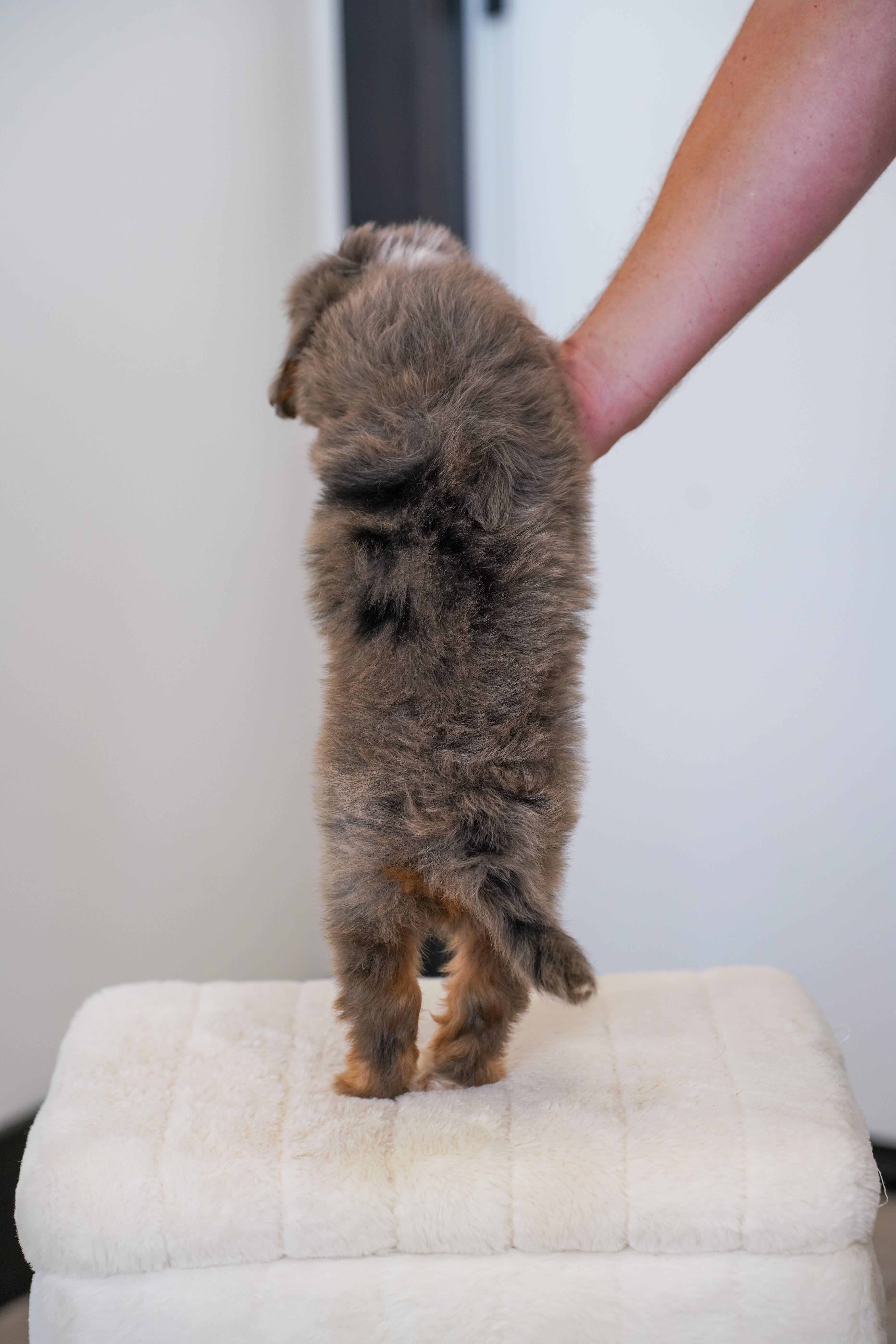 Thumper, Merle Tri Colored, boy, Mini Bernedoodle, puppy at Down Home Doodle