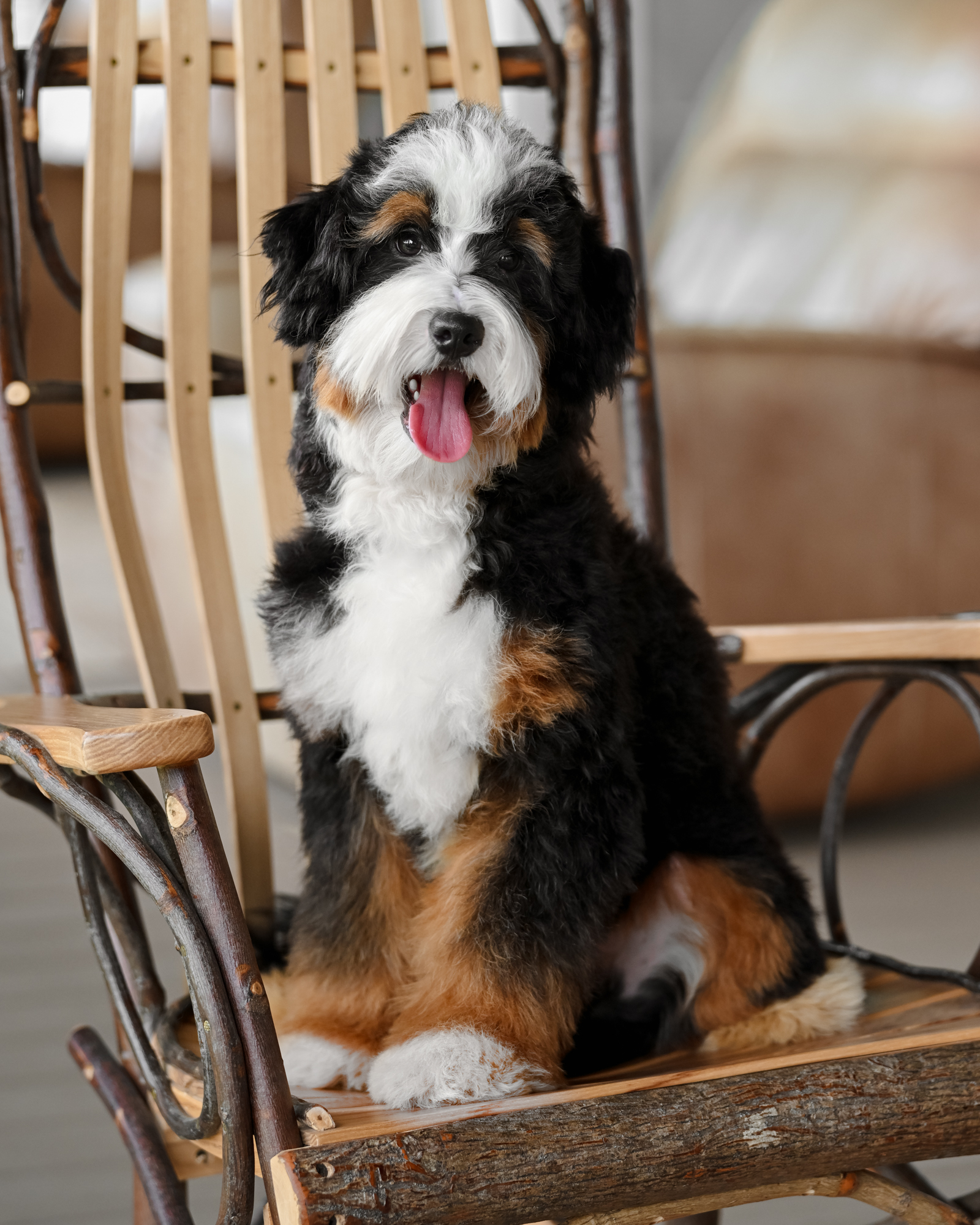 Sterling, Micro Bernedoodle dad at Down Home Doodle