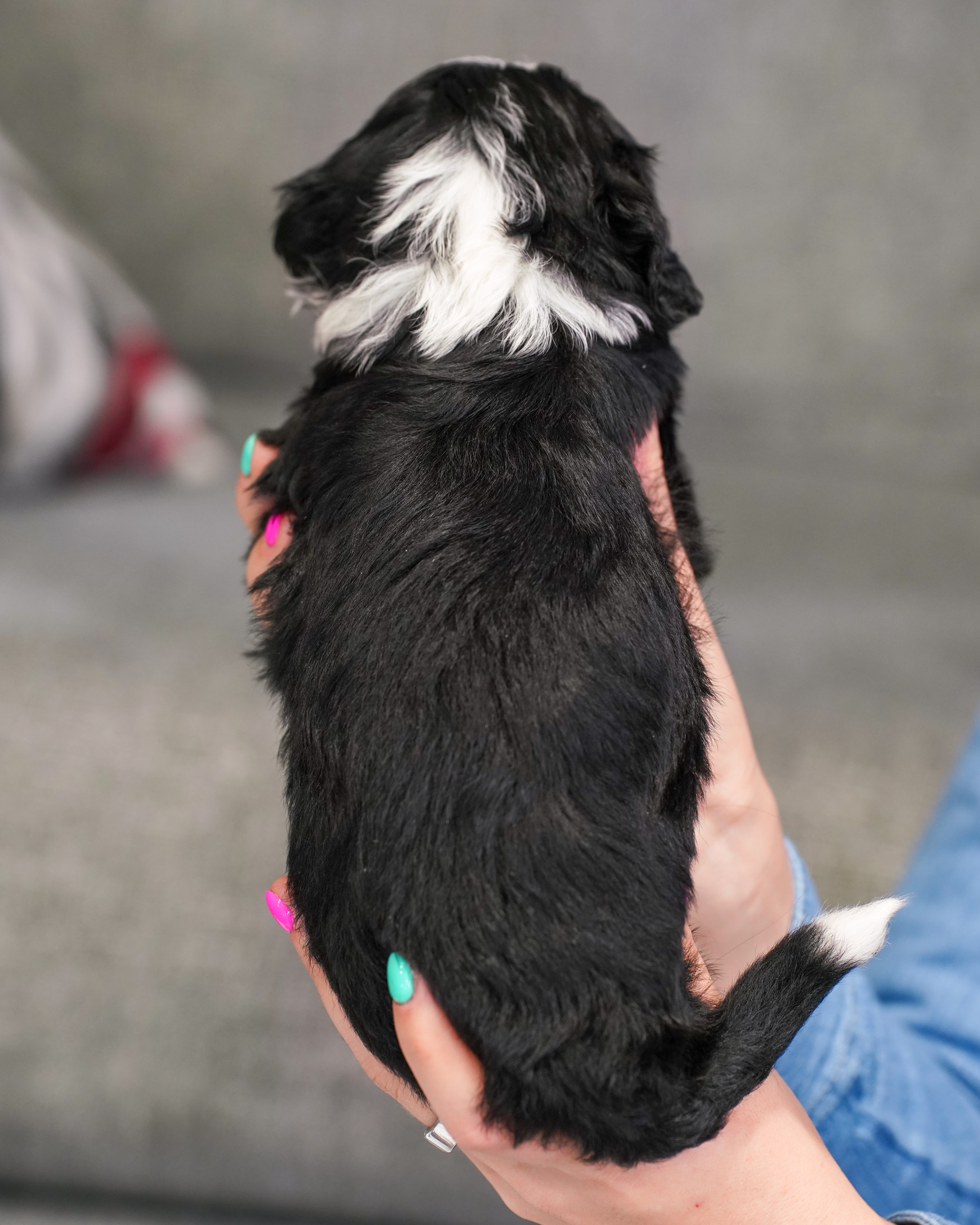 Cobbler, Tri Colored, boy, Mini Bernedoodle, puppy at Down Home Doodle