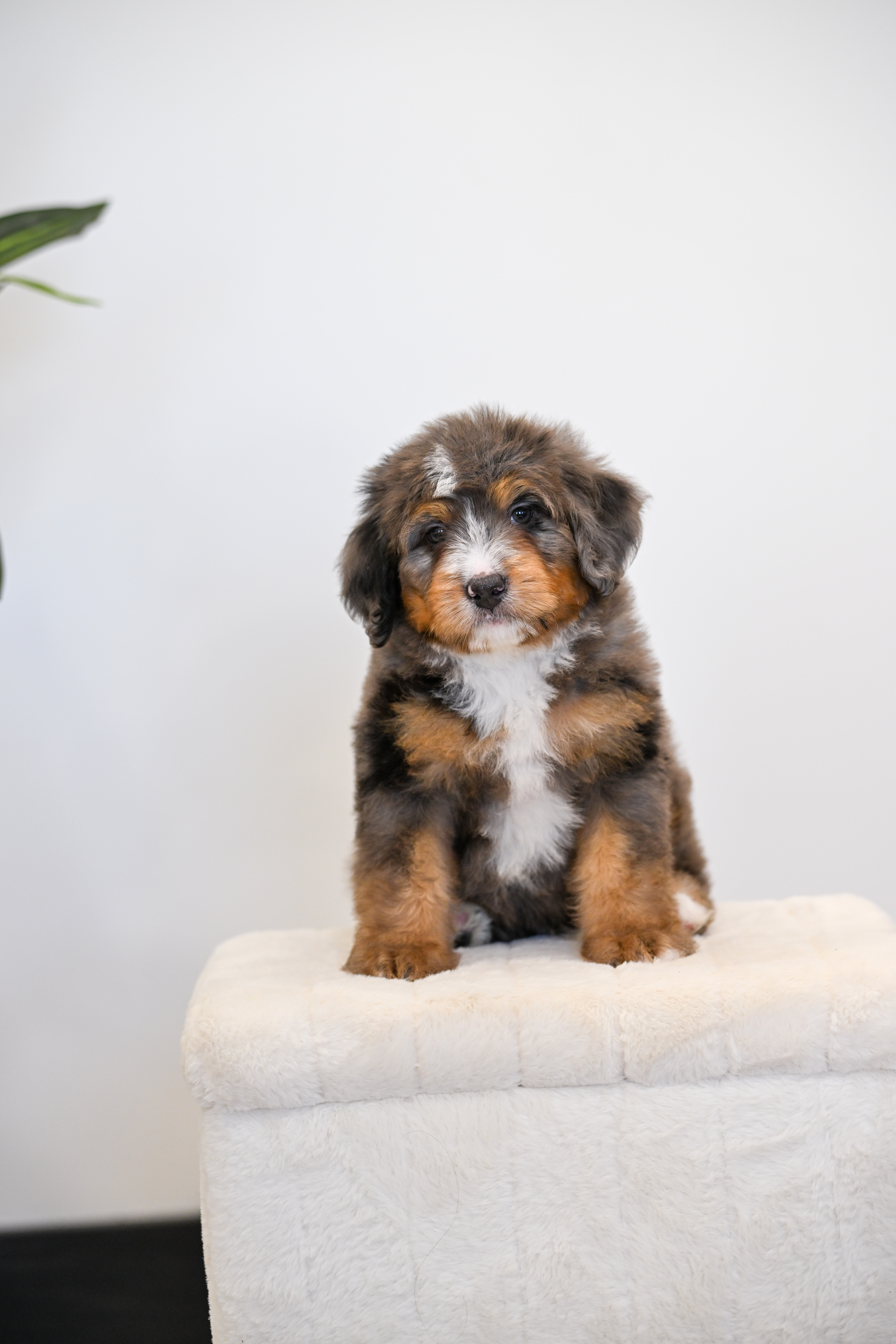 Frito, Merle Tri Colored, boy, Mini Bernedoodle, puppy at Down Home Doodle