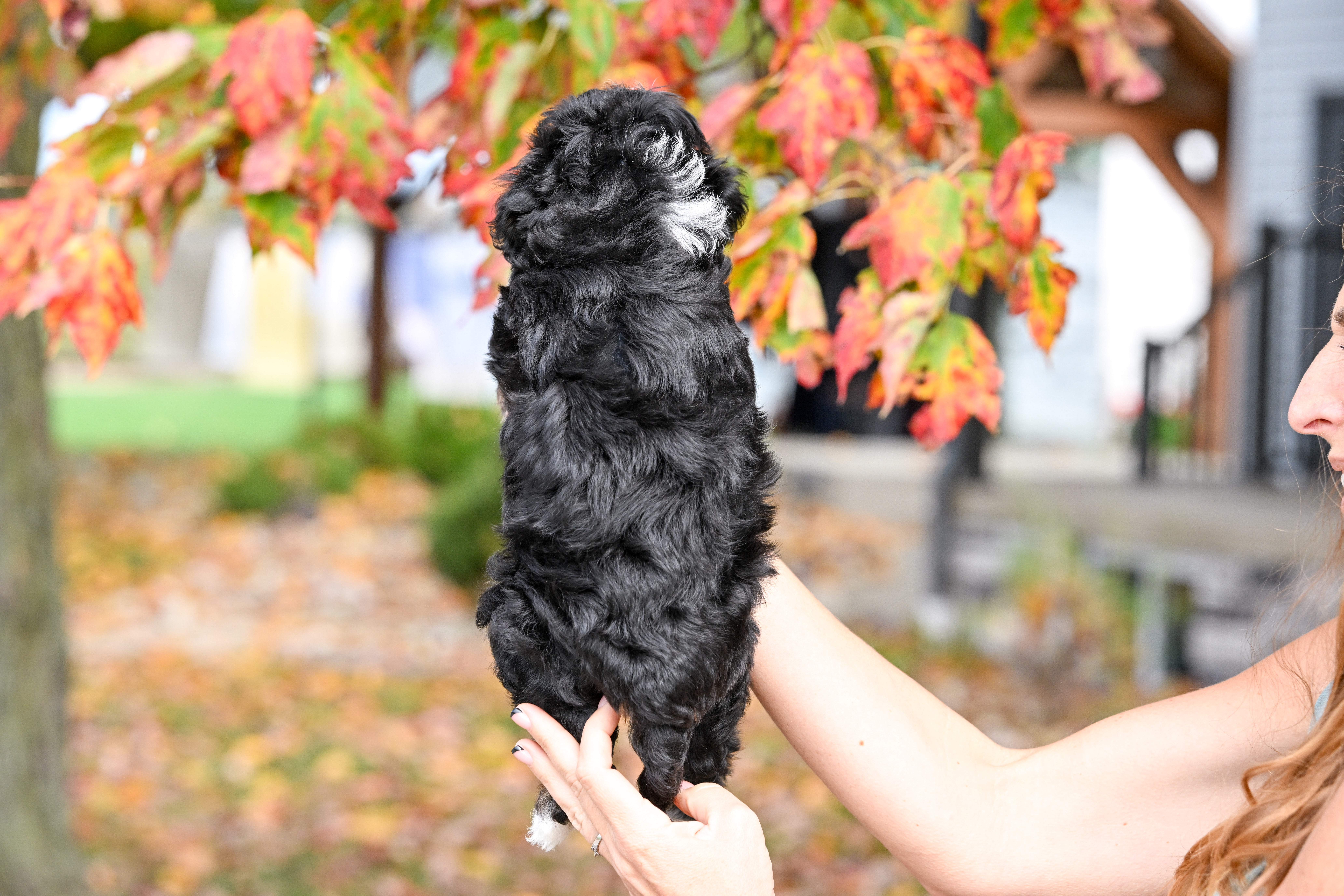 Disney, Tri Colored, girl, Micro Bernedoodle, puppy at Down Home Doodle