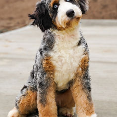 Puppy from a previous Mika litter