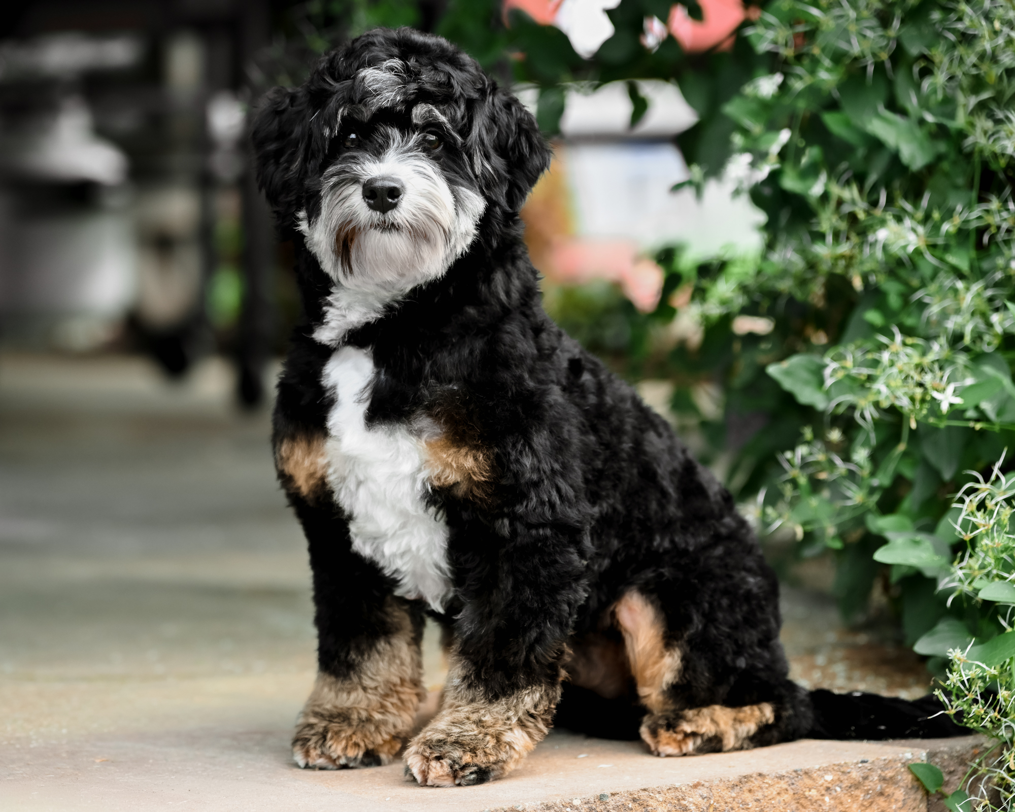 Winston, photo 3