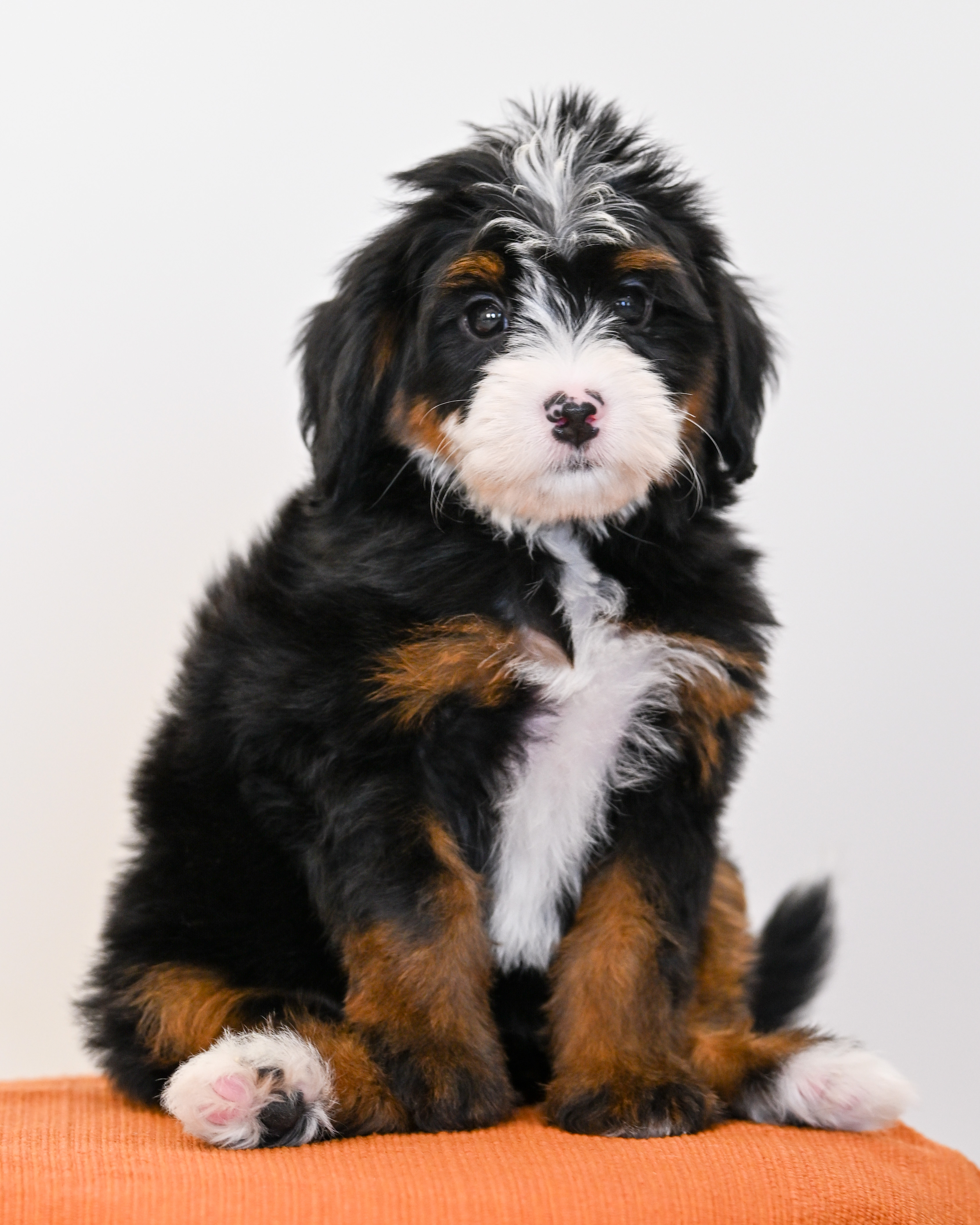 Laurel, Tri Colored, girl, Mini Bernedoodle, puppy at Down Home Doodle