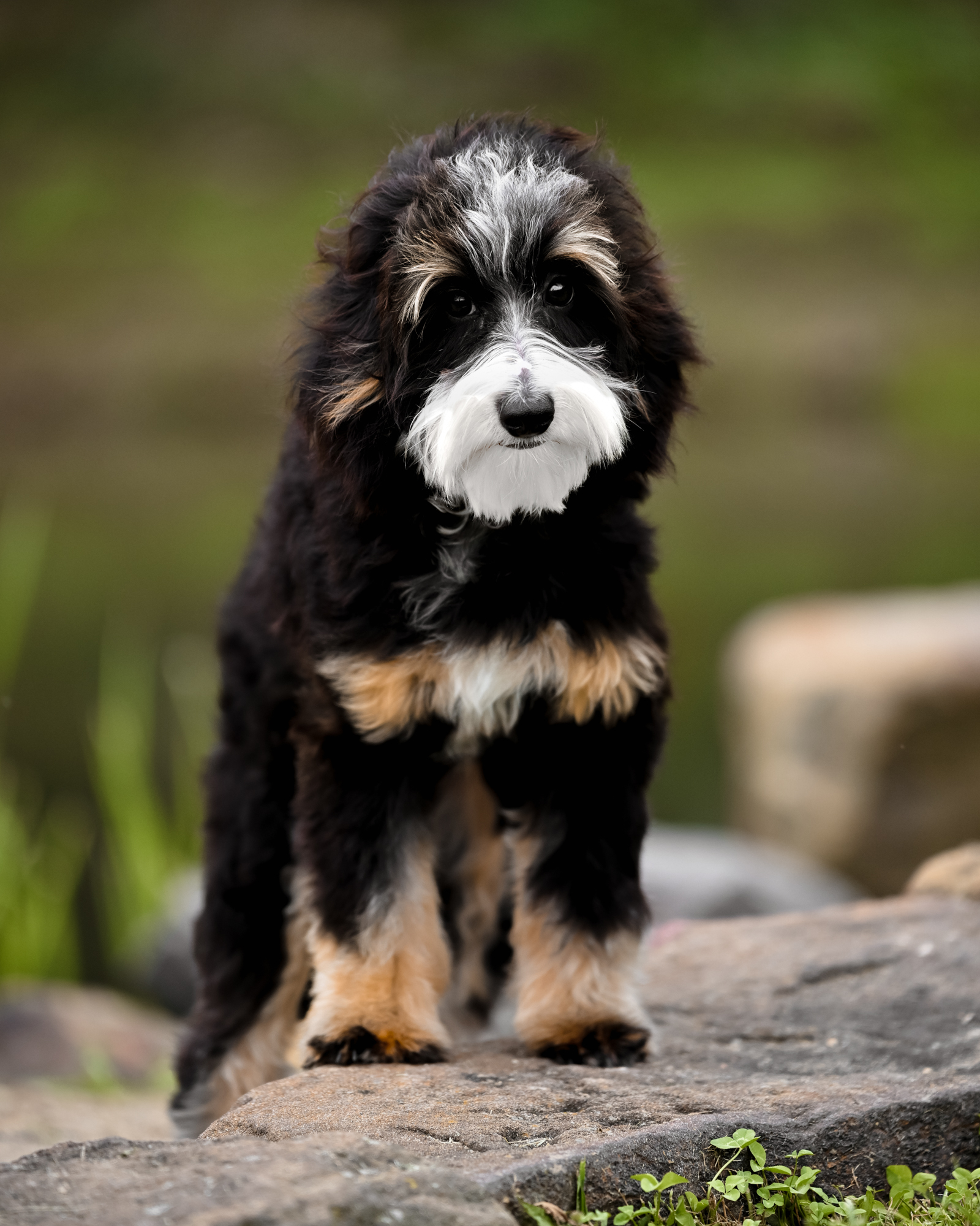 Archer, Classic Tri Micro Bernedoodle dad at Down Home Doodle
