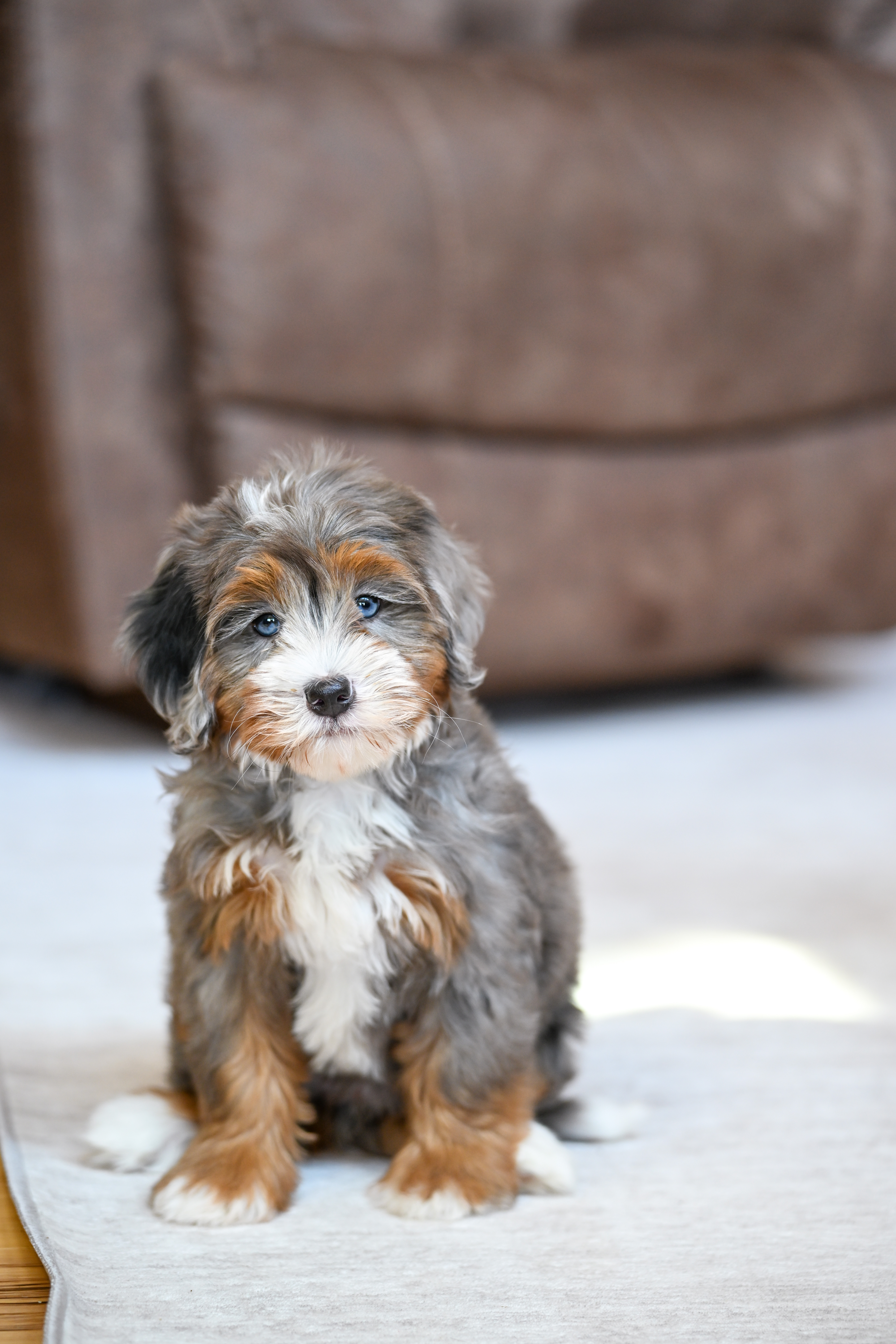 Ariel, Merle Tri Colored, girl, Mini Bernedoodle, puppy at Down Home Doodle