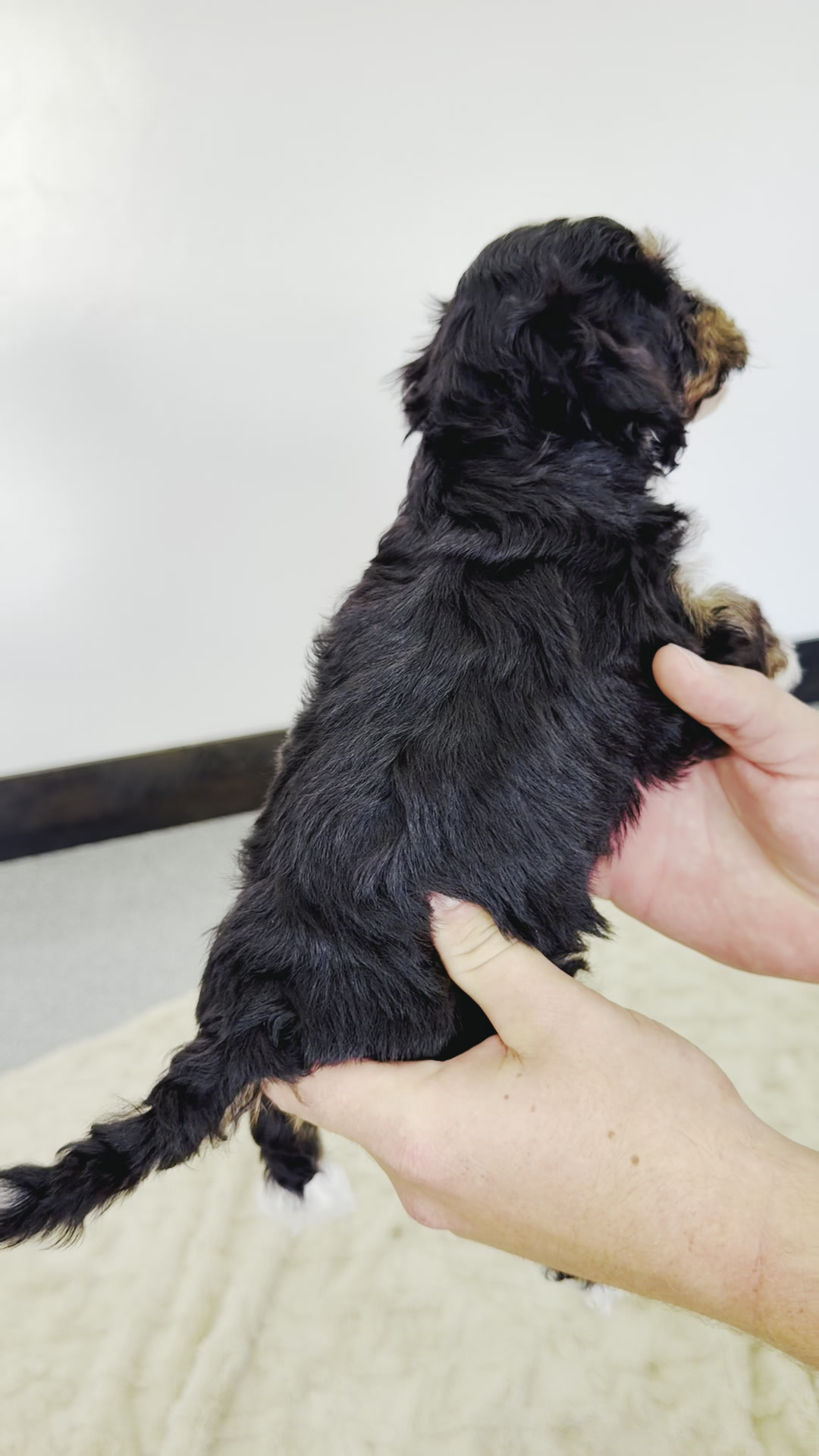 Santel, Tri Colored, girl, Micro Bernedoodle, puppy at Down Home Doodle