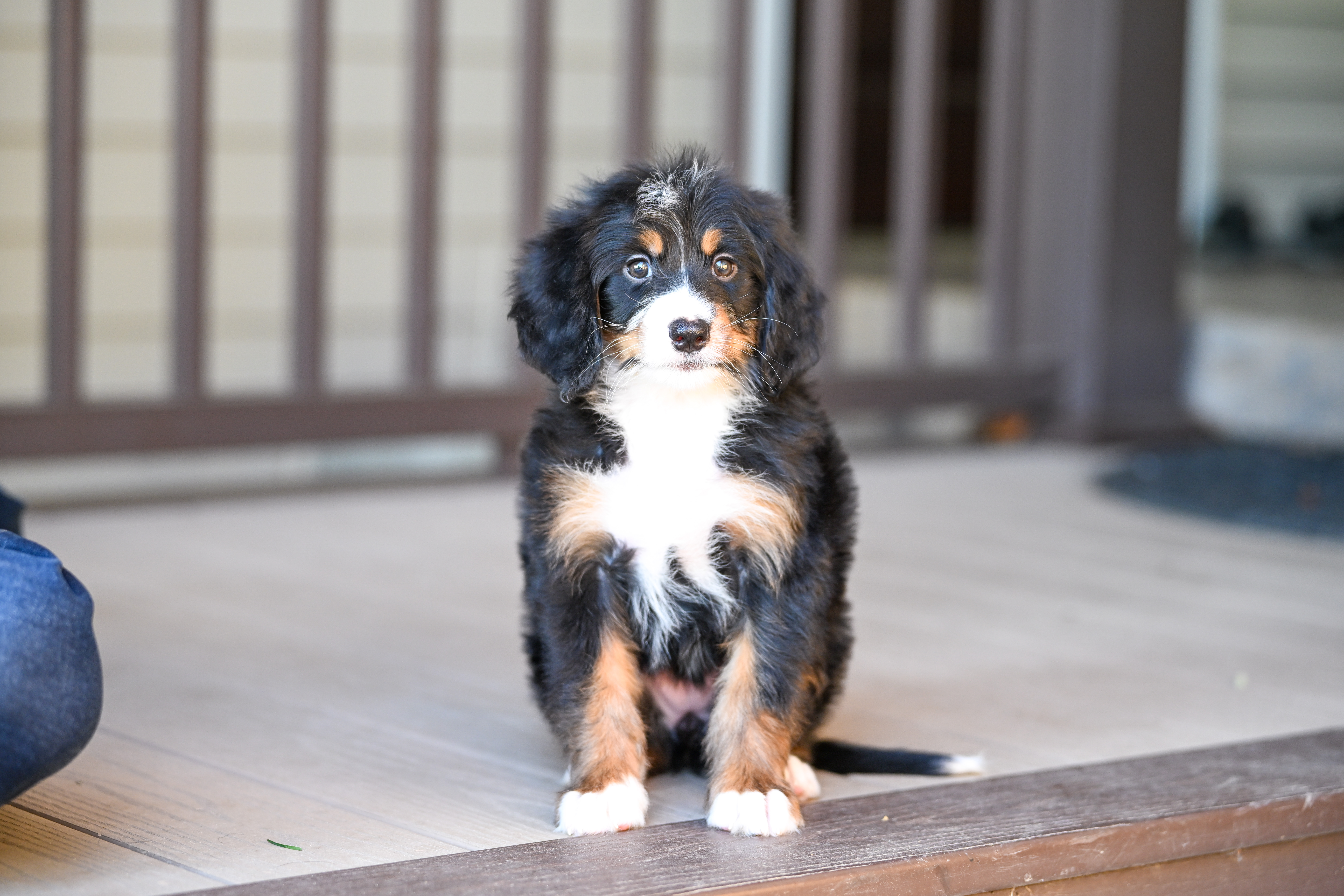 Michelle, Tri Colored, girl, Mini Bernedoodle, puppy at Down Home Doodle