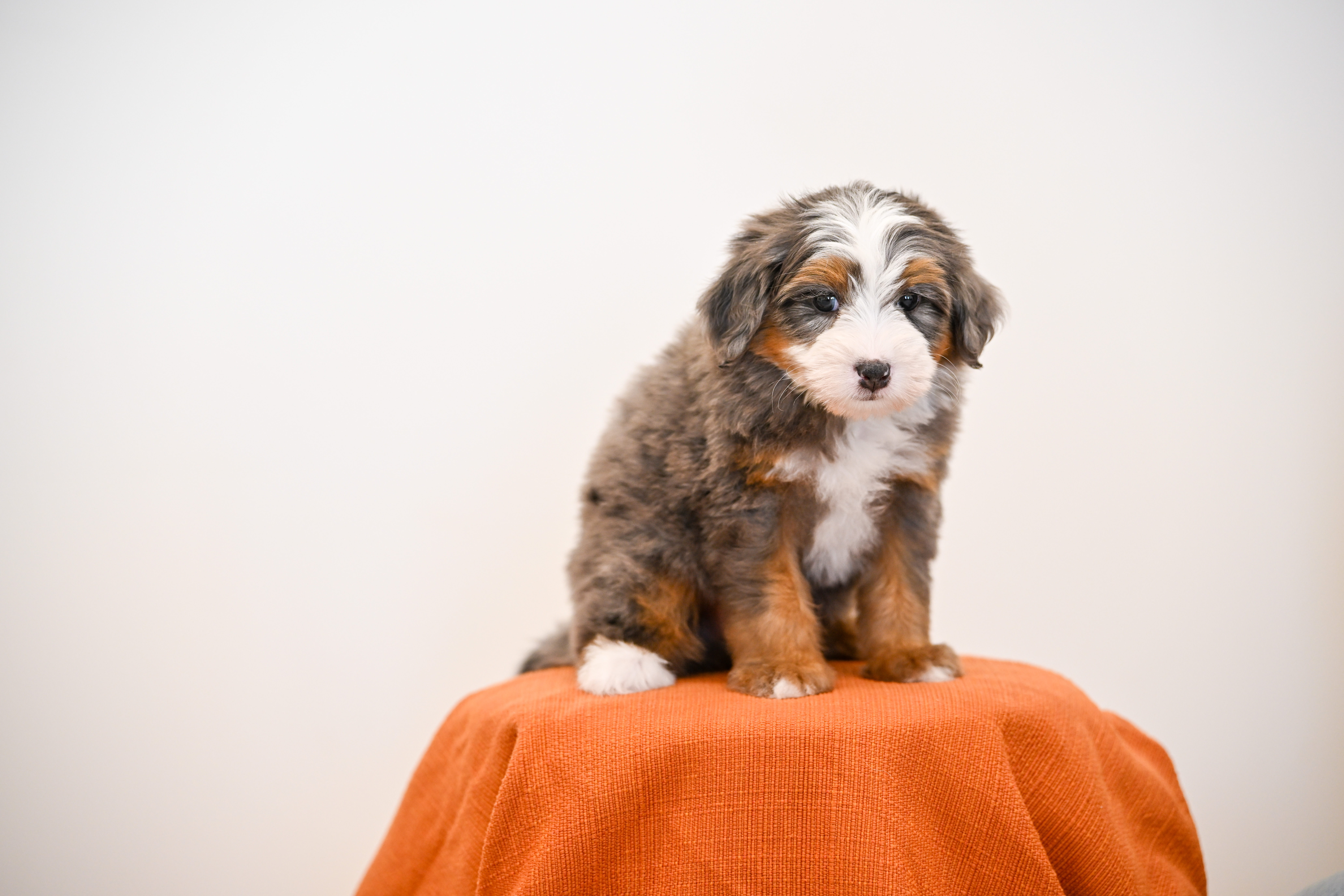 Melrose, Merle Tri Colored, boy, Mini Bernedoodle, puppy at Down Home Doodle