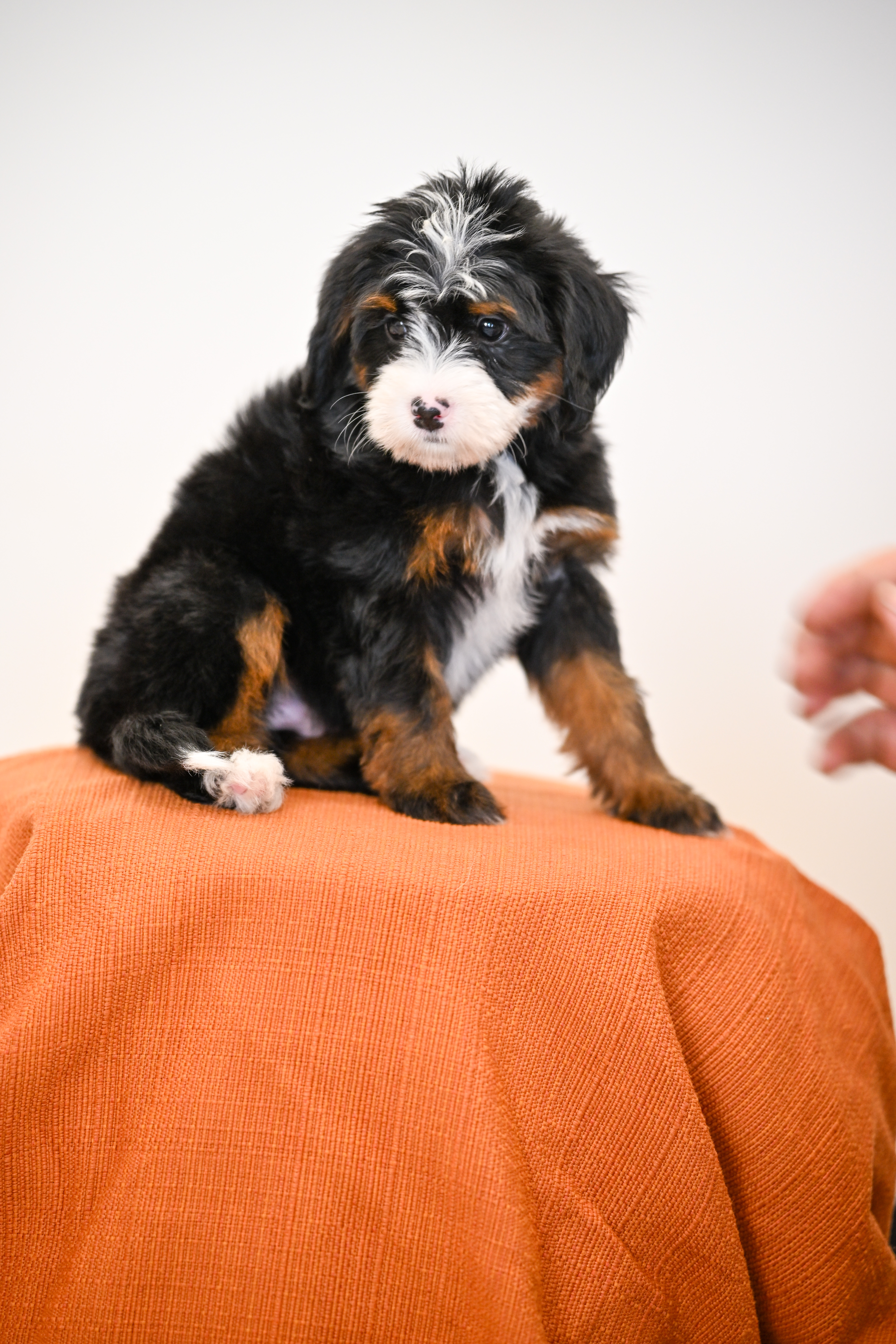 Laurel, Tri Colored, girl, Mini Bernedoodle, puppy at Down Home Doodle