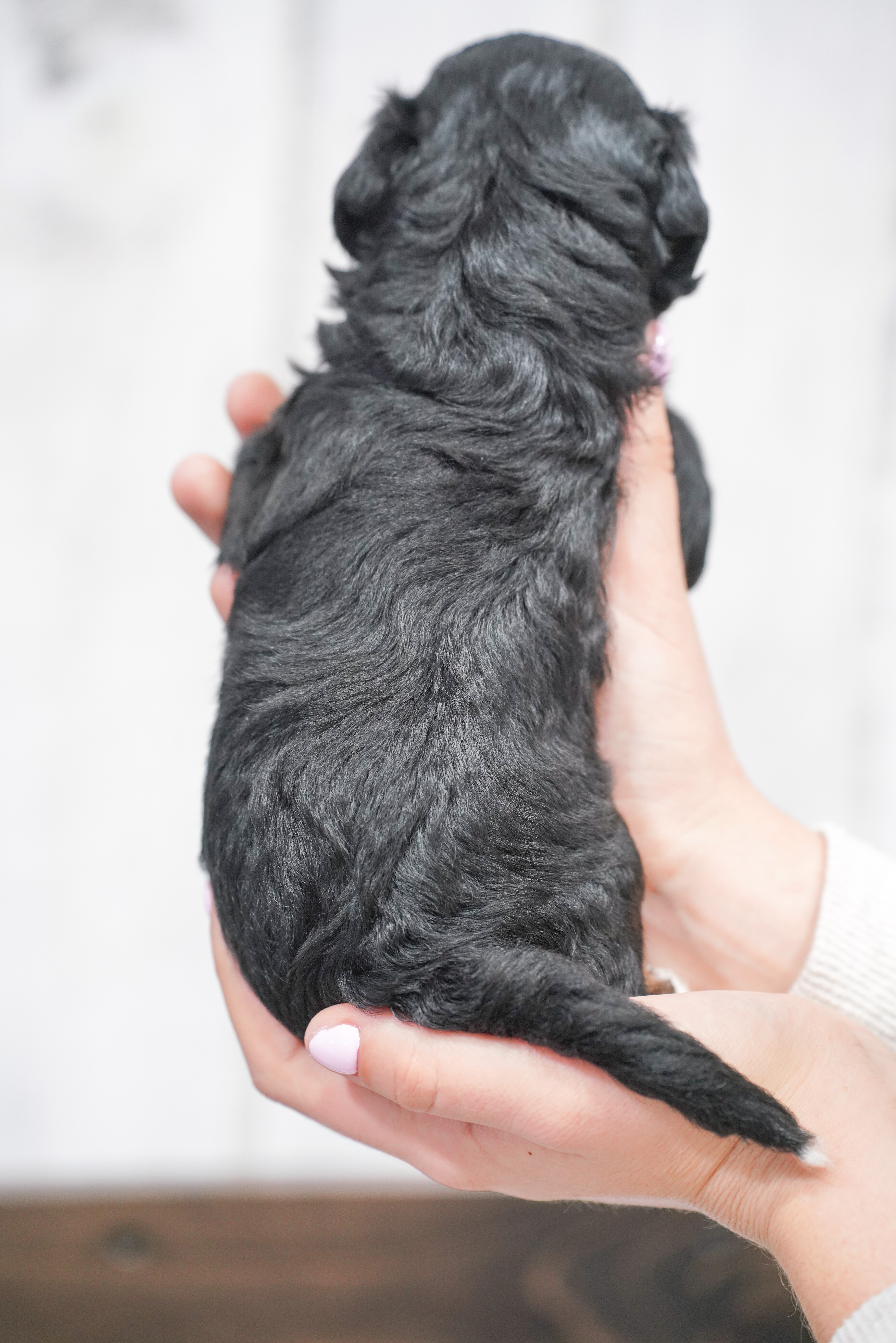 Tubi, Tri Colored, boy, Micro Bernedoodle, puppy at Down Home Doodle