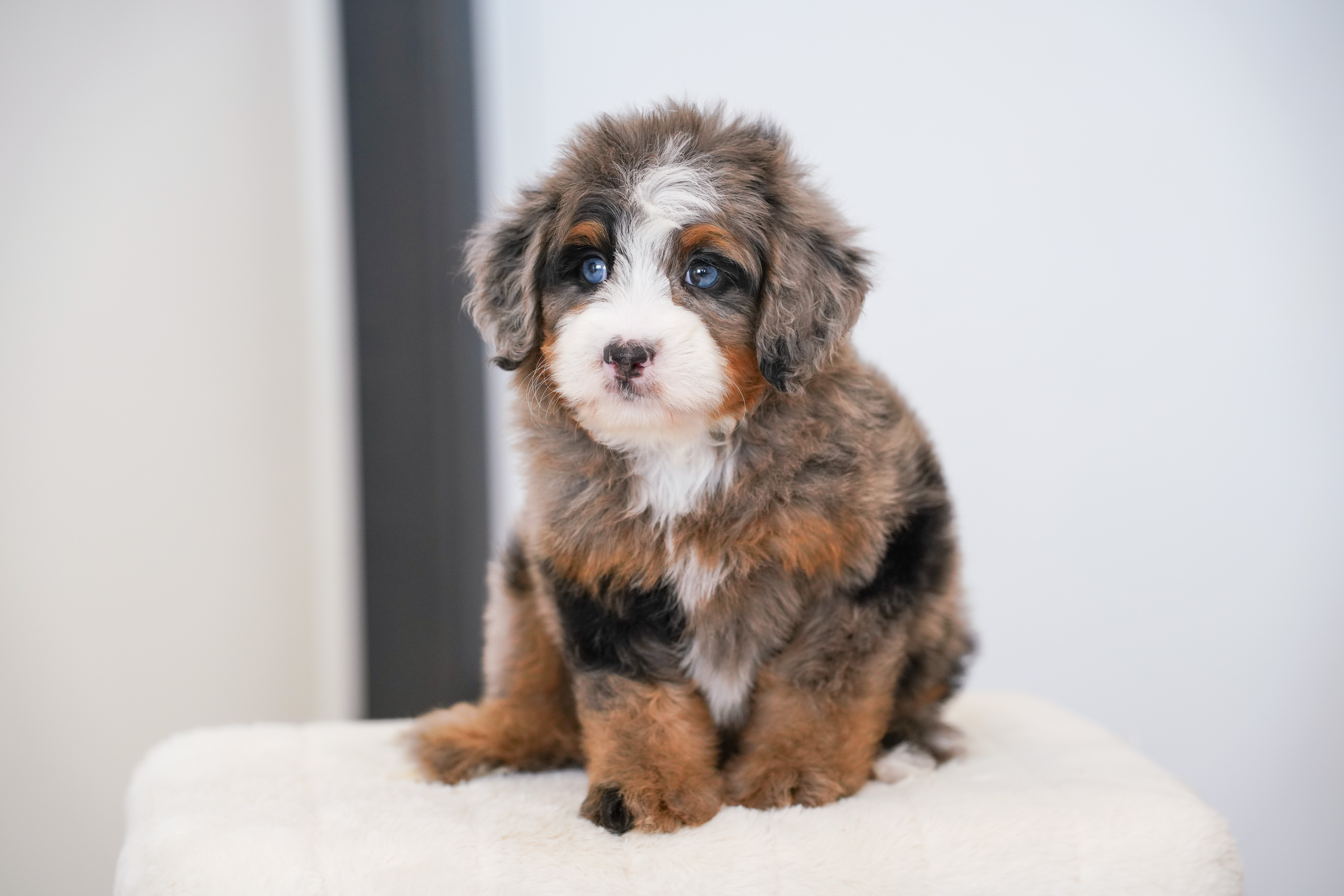 Flower, Merle Tri Colored, girl, Mini Bernedoodle, puppy at Down Home Doodle
