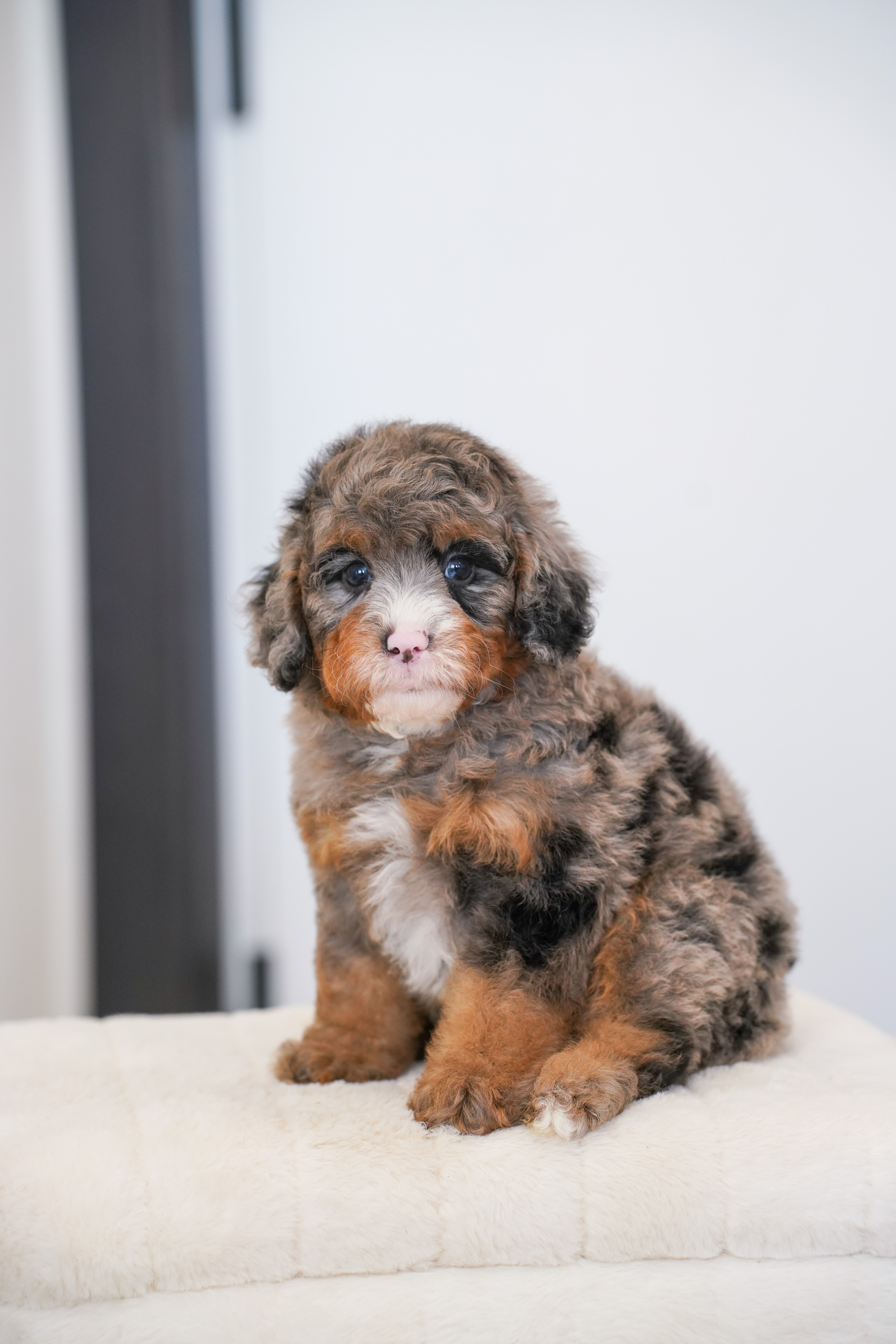 Owl, Merle Tri Colored, boy, Mini Bernedoodle, puppy at Down Home Doodle