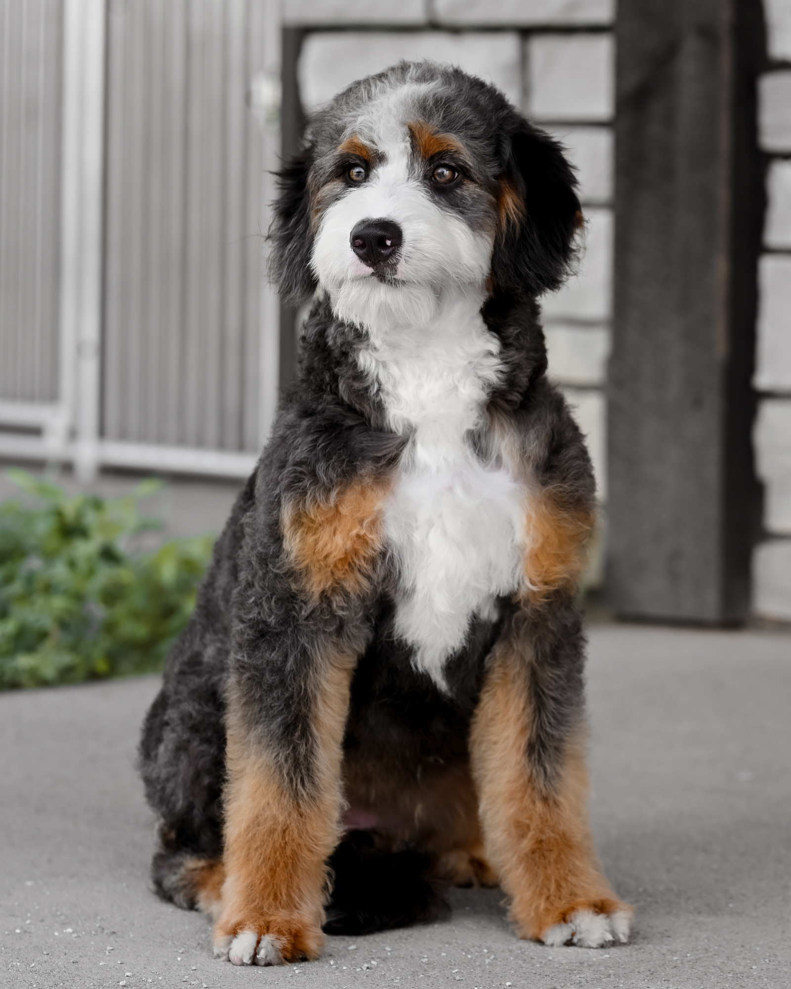 Chocolate Tri Ultra Bernedoodle mom