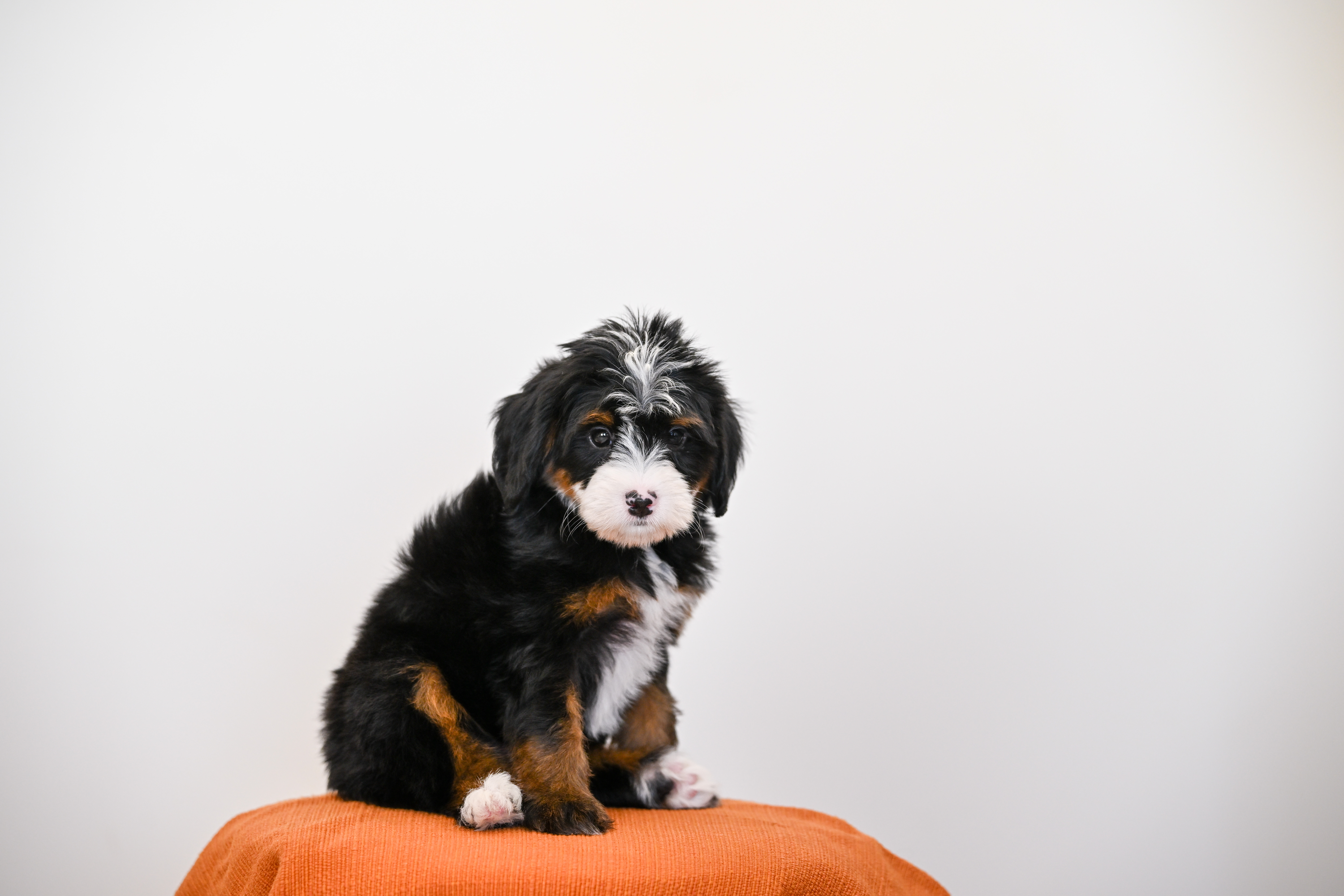 Laurel, Tri Colored, girl, Mini Bernedoodle, puppy at Down Home Doodle