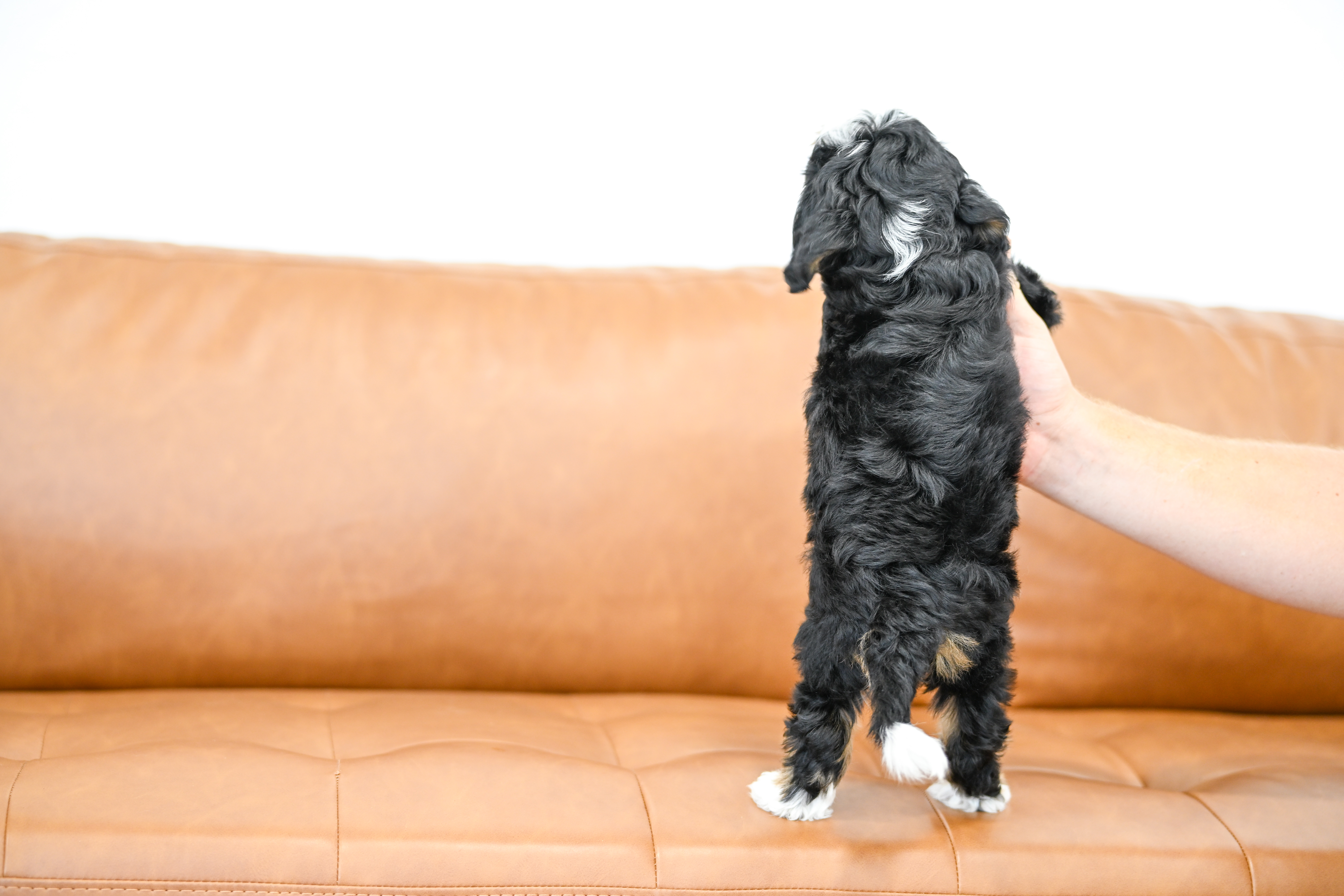 Bianca, Tri Colored, girl, Micro Bernedoodle, puppy at Down Home Doodle
