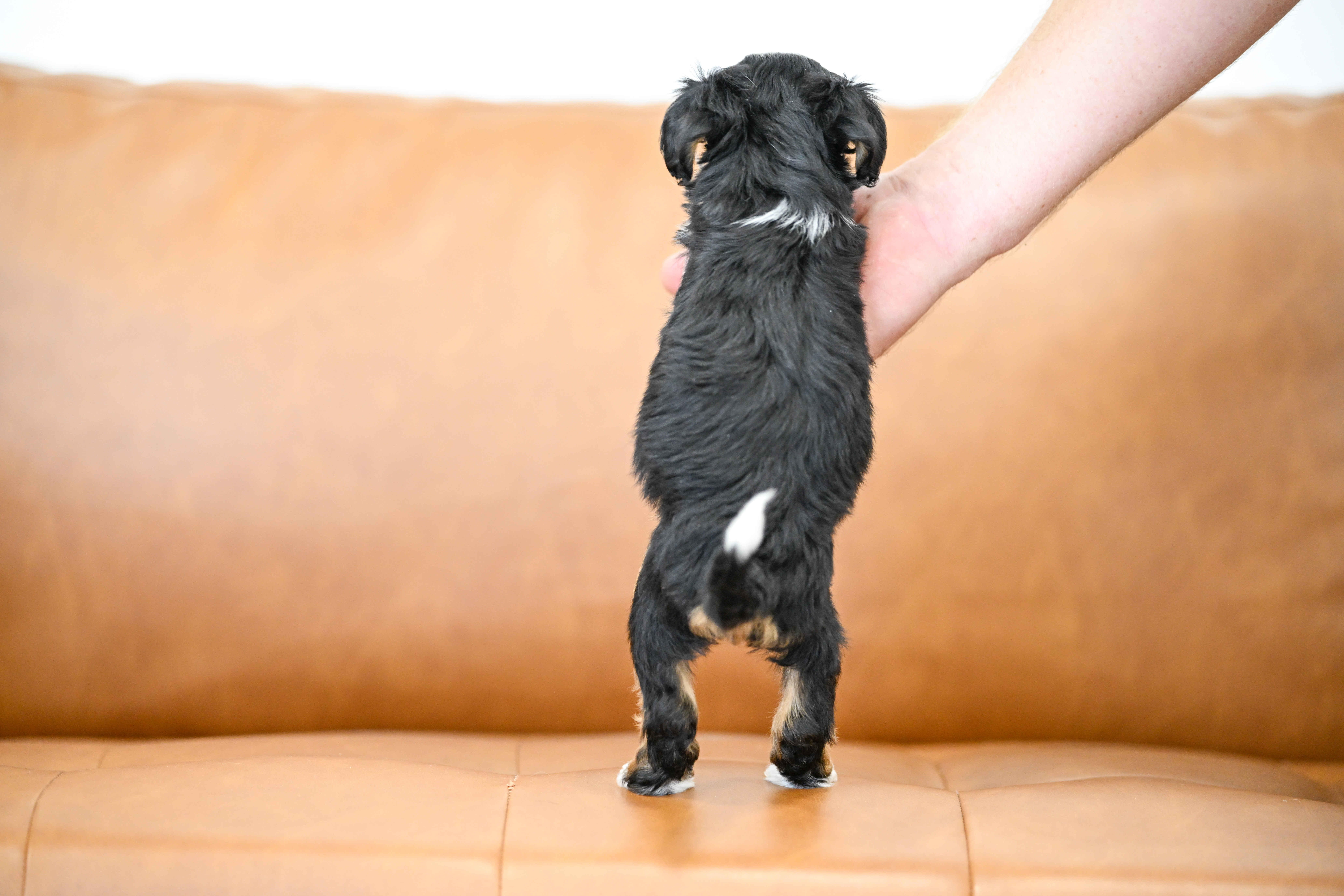 Marnie, Tri Colored, girl, Micro Bernedoodle, puppy at Down Home Doodle