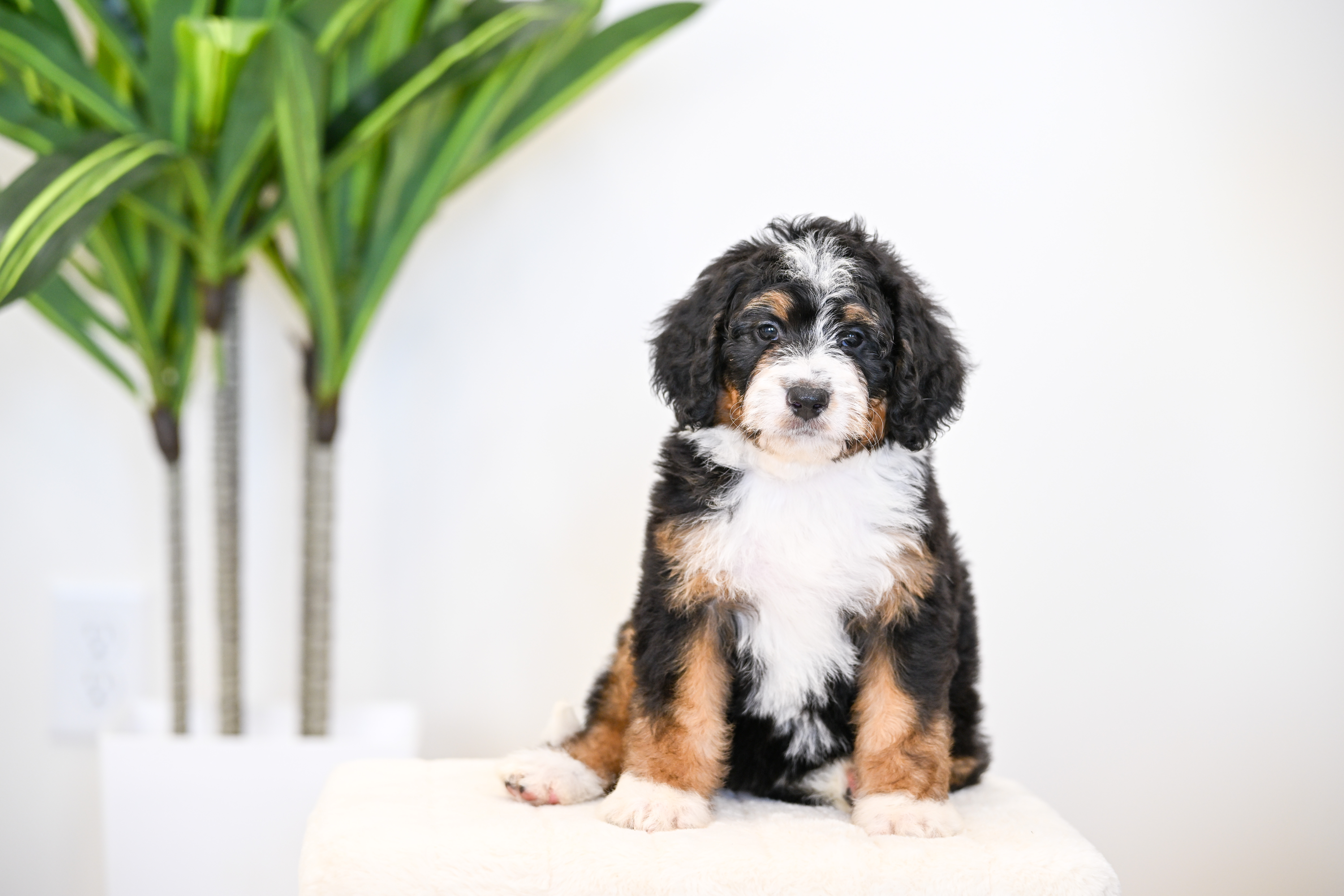 Taki, Tri Colored, girl, Mini Bernedoodle, puppy at Down Home Doodle