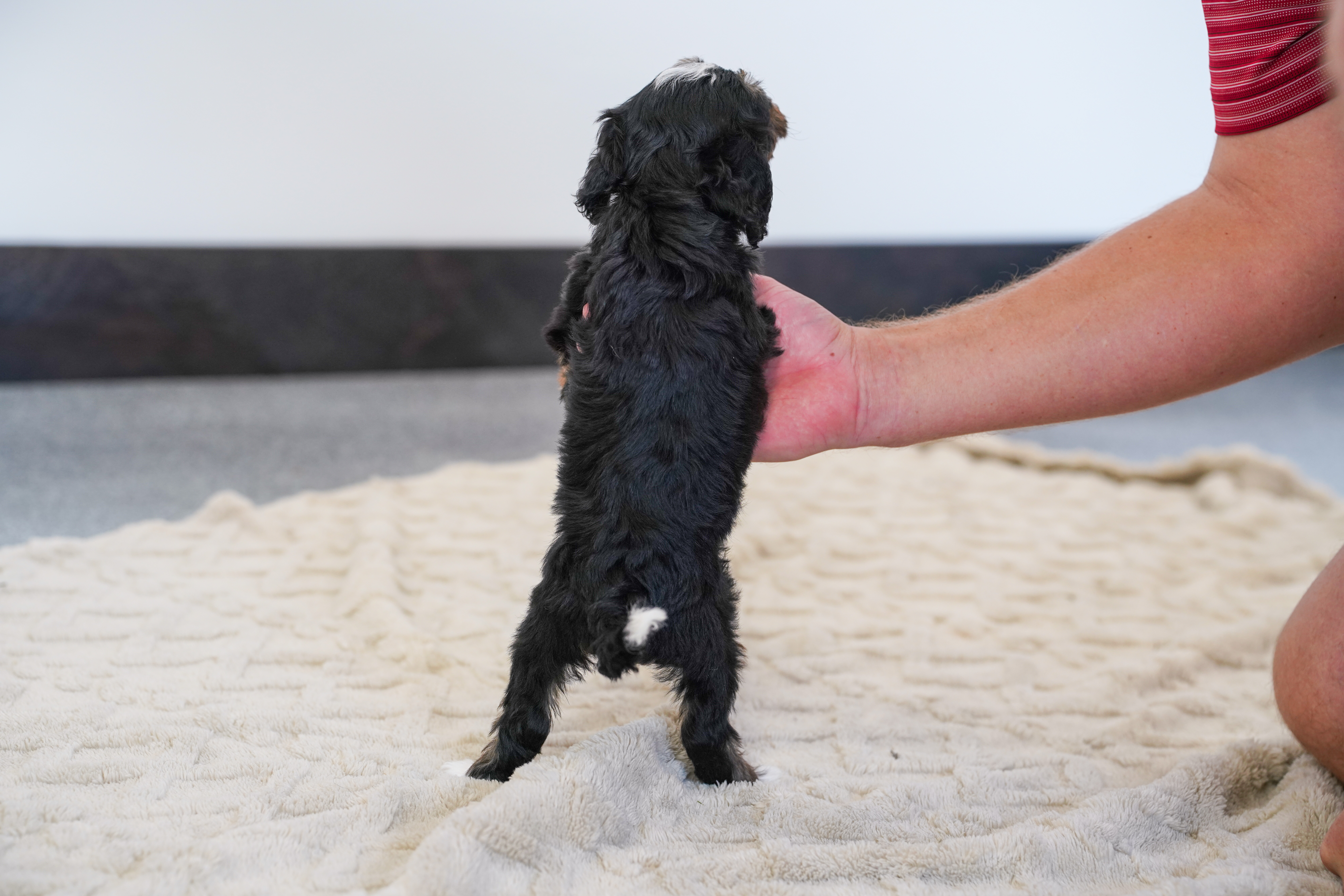 Santel, Tri Colored, girl, Micro Bernedoodle, puppy at Down Home Doodle