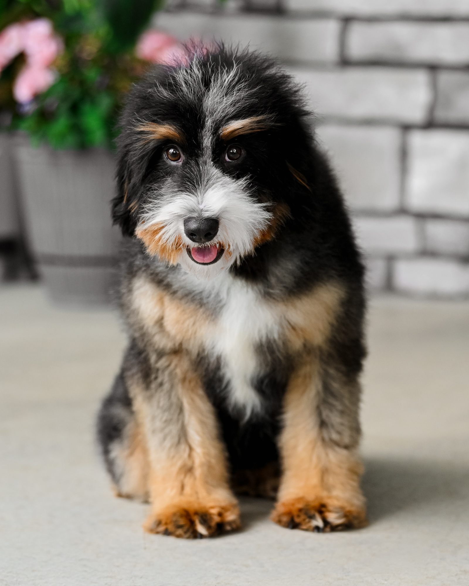 Wednesday, Black Tri Mini Bernedoodle mom at Down Home Doodle