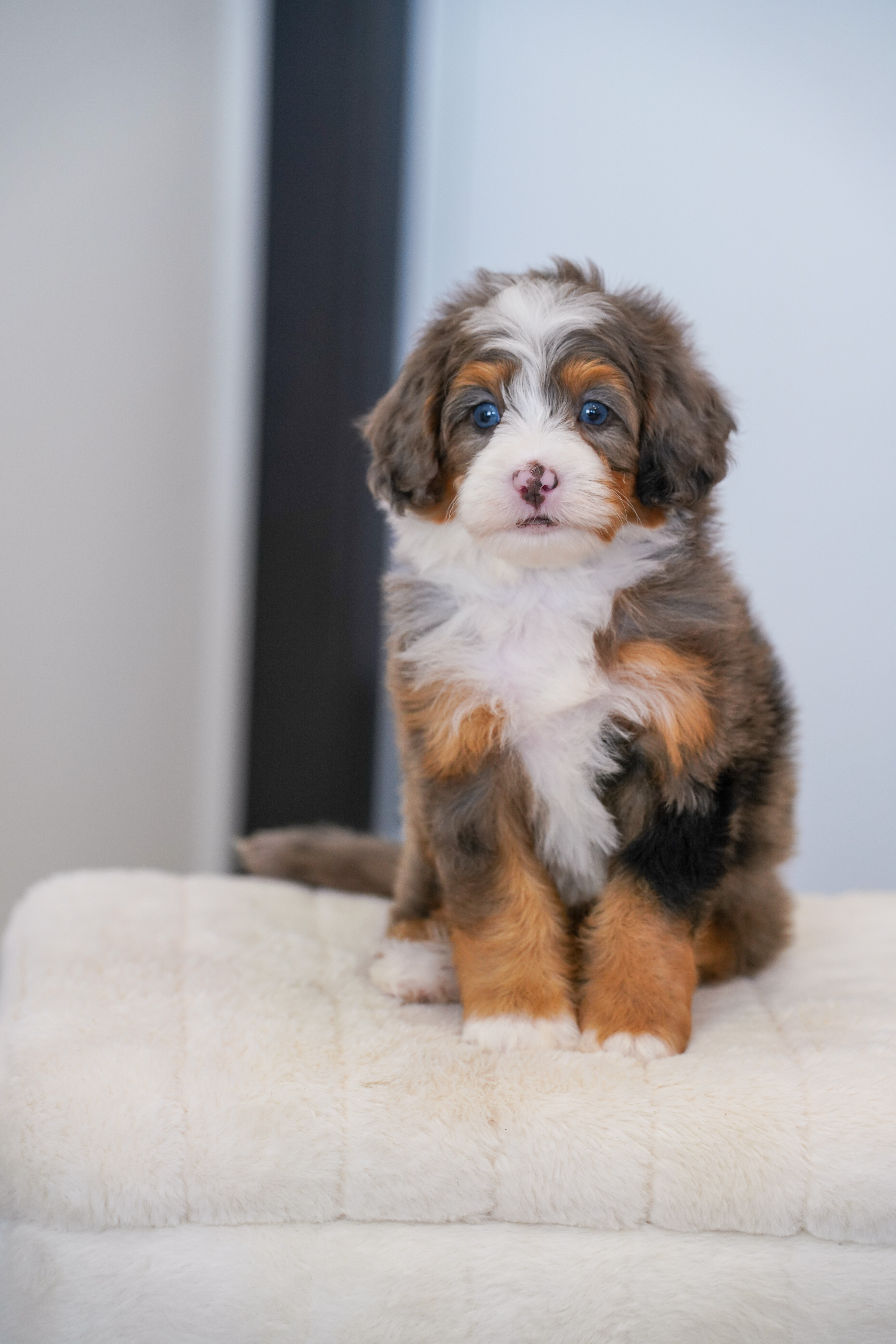 Thumper, Merle Tri Colored, boy, Mini Bernedoodle, puppy at Down Home Doodle