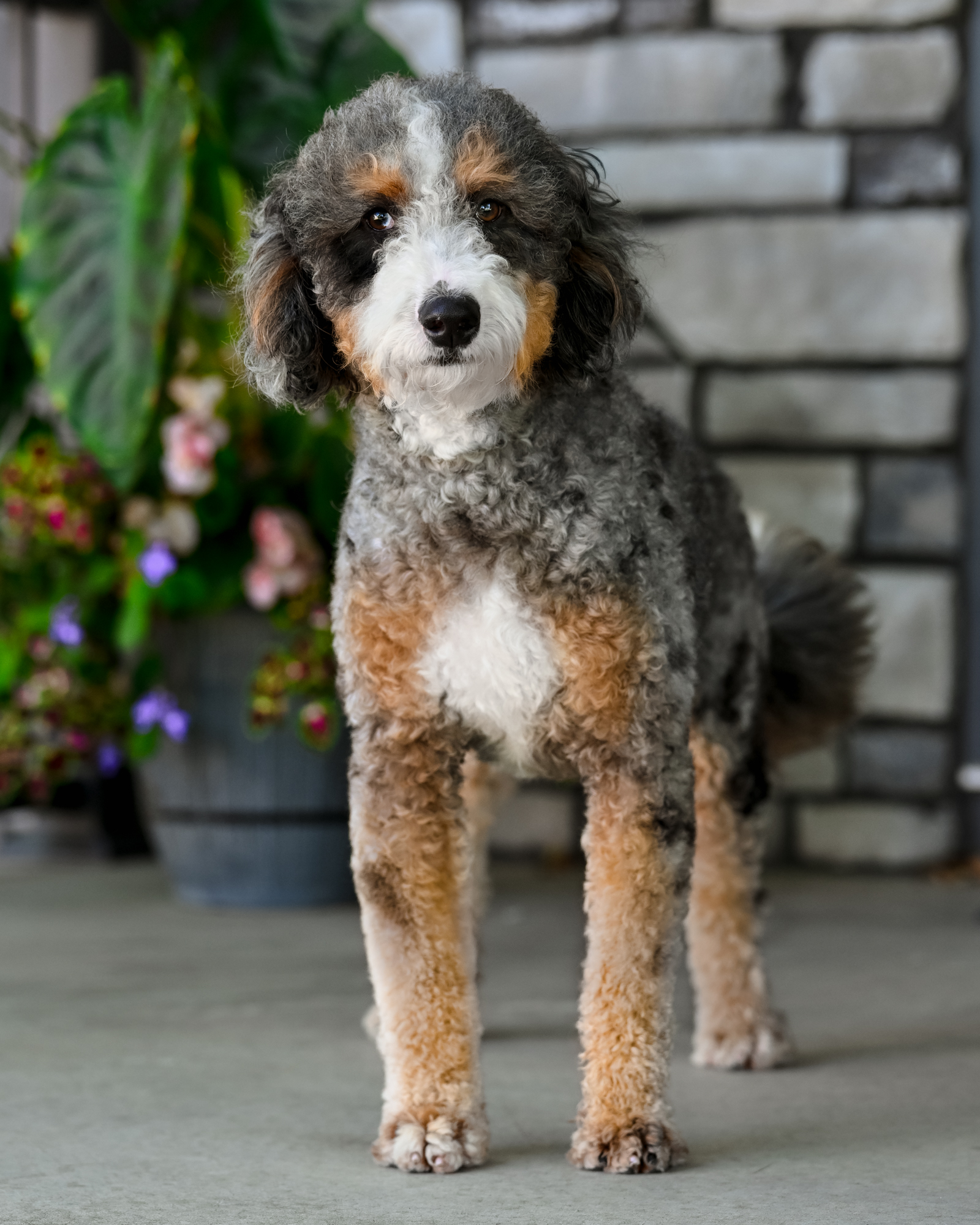 Our beautiful 35-pound Blue Merle Tri Mini Bernedoodle mom with vibrant copper tan points, a thick, curly coat, and an
