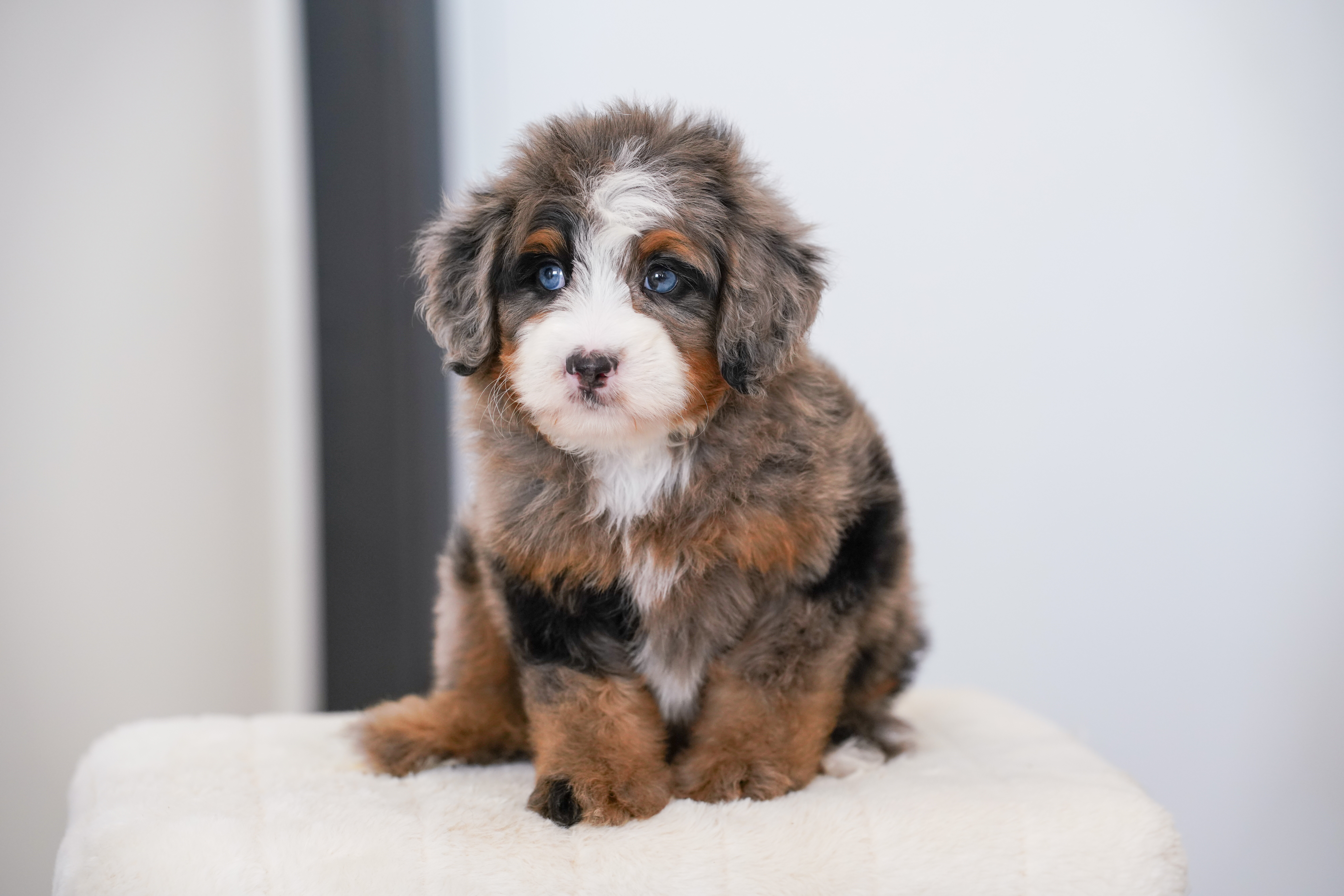 Flower, Merle Tri Colored Mini Bernedoodle puppy