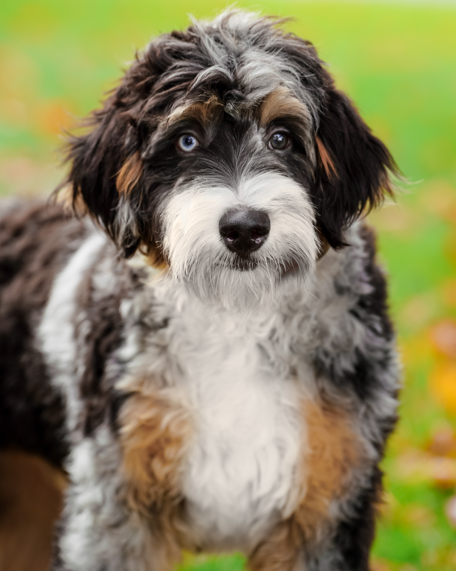 Tweety, dad of the Anne of Green Gables Litter at Down Home Doodle