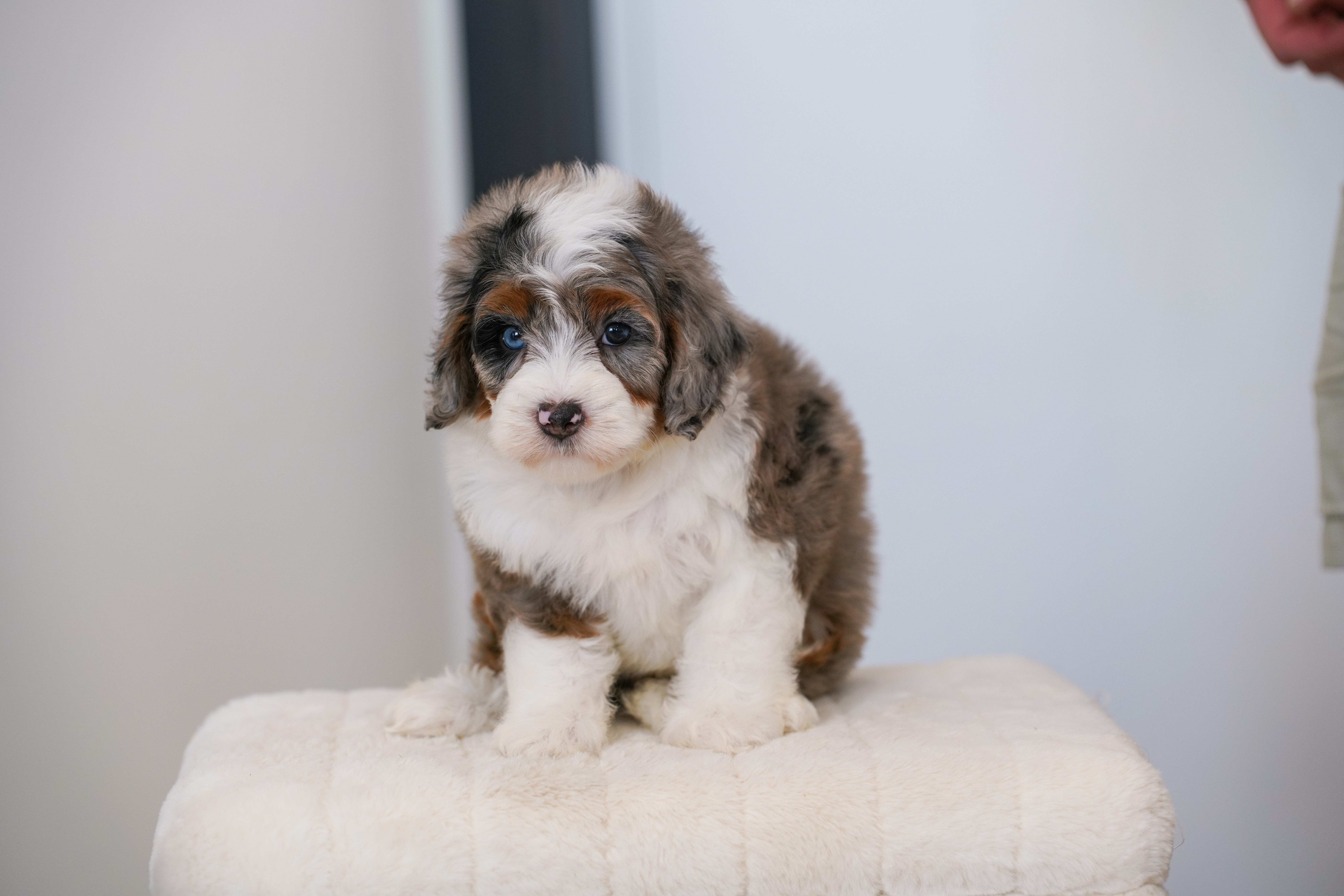 Faline, Merle Tri Colored Mini Bernedoodle puppy