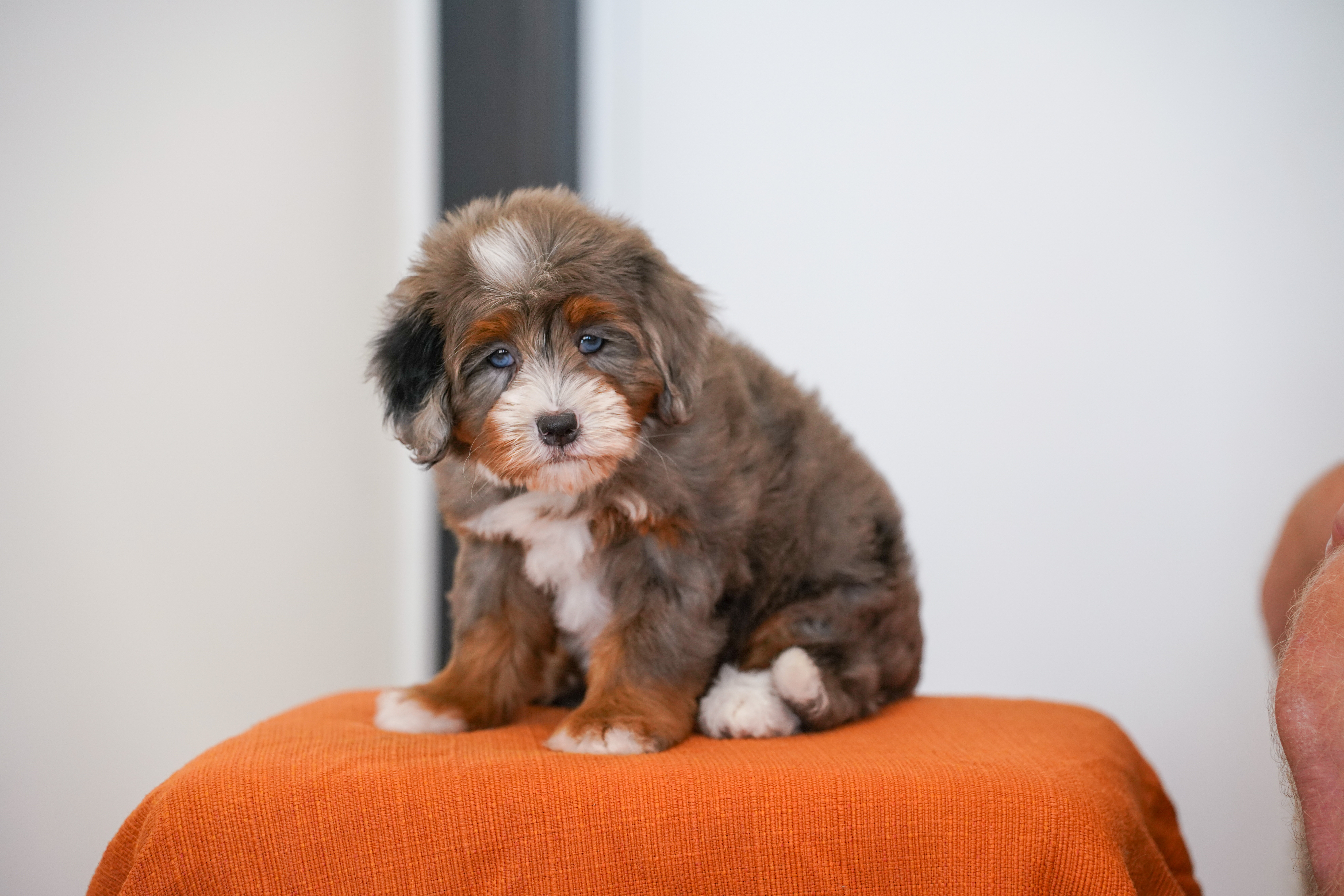 Ariel, Merle Tri Colored, girl, Mini Bernedoodle, puppy at Down Home Doodle
