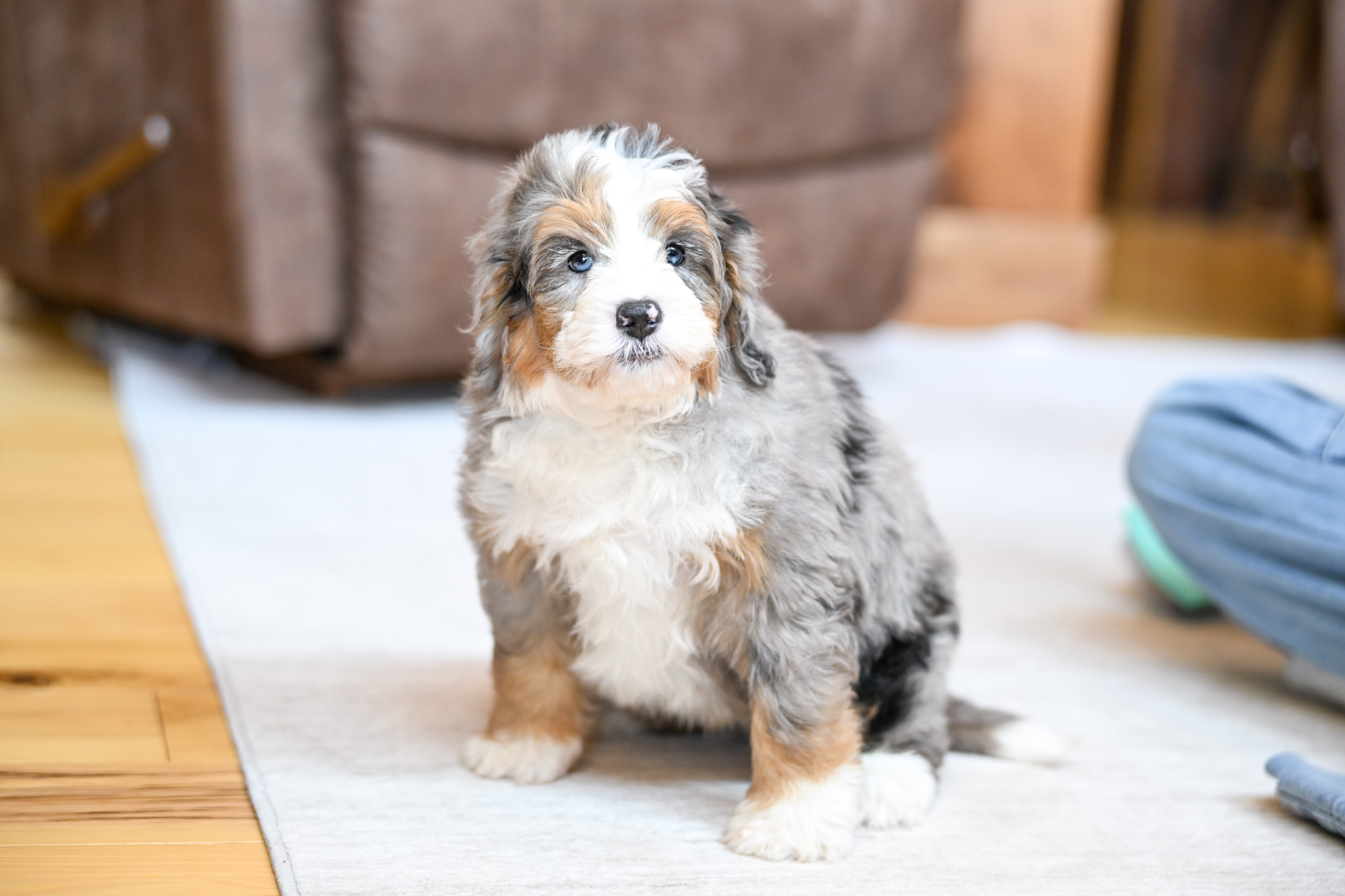 Eric, Merle Tri Colored, boy, Mini Bernedoodle, puppy at Down Home Doodle