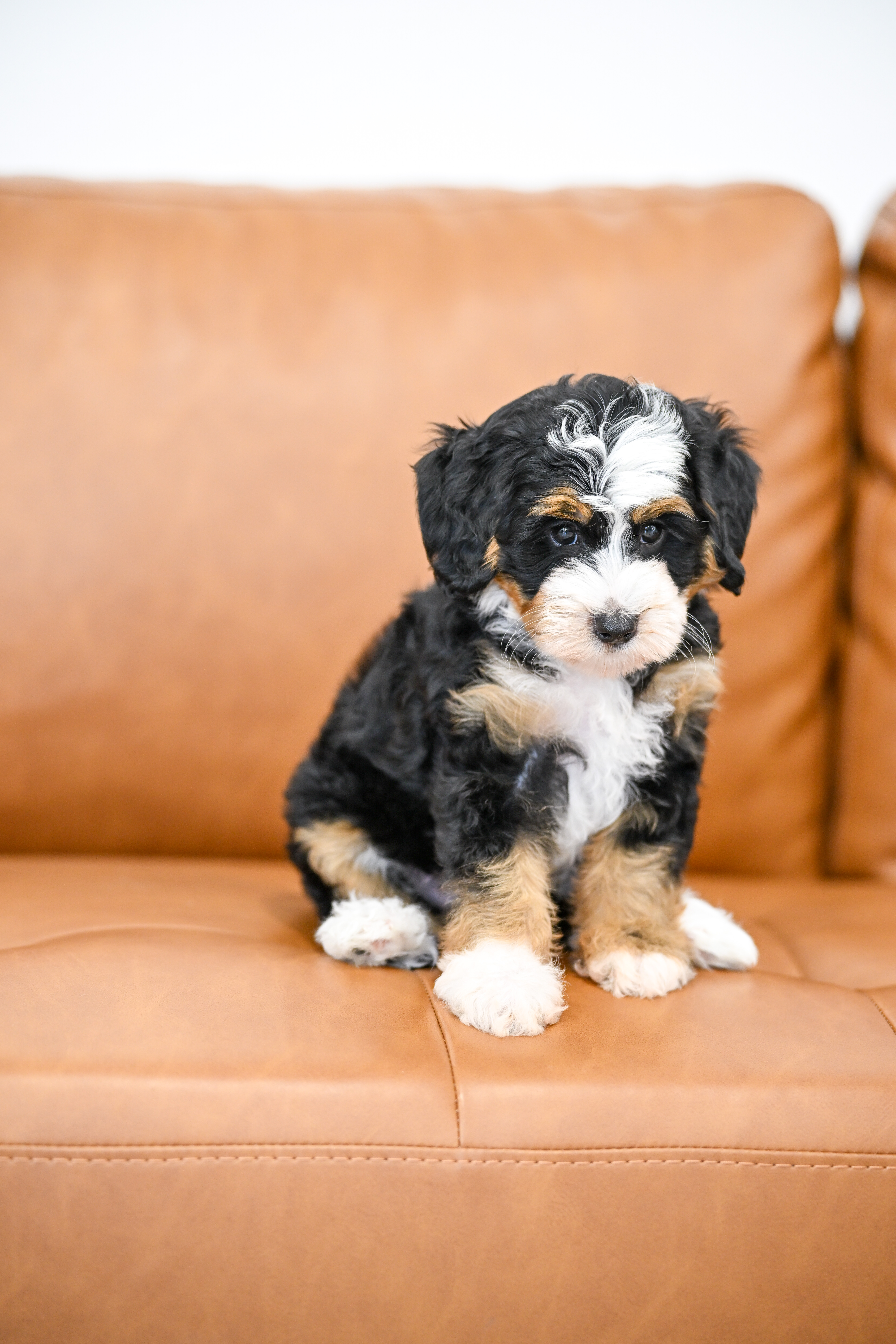 Bianca, Tri Colored, girl, Micro Bernedoodle, puppy at Down Home Doodle