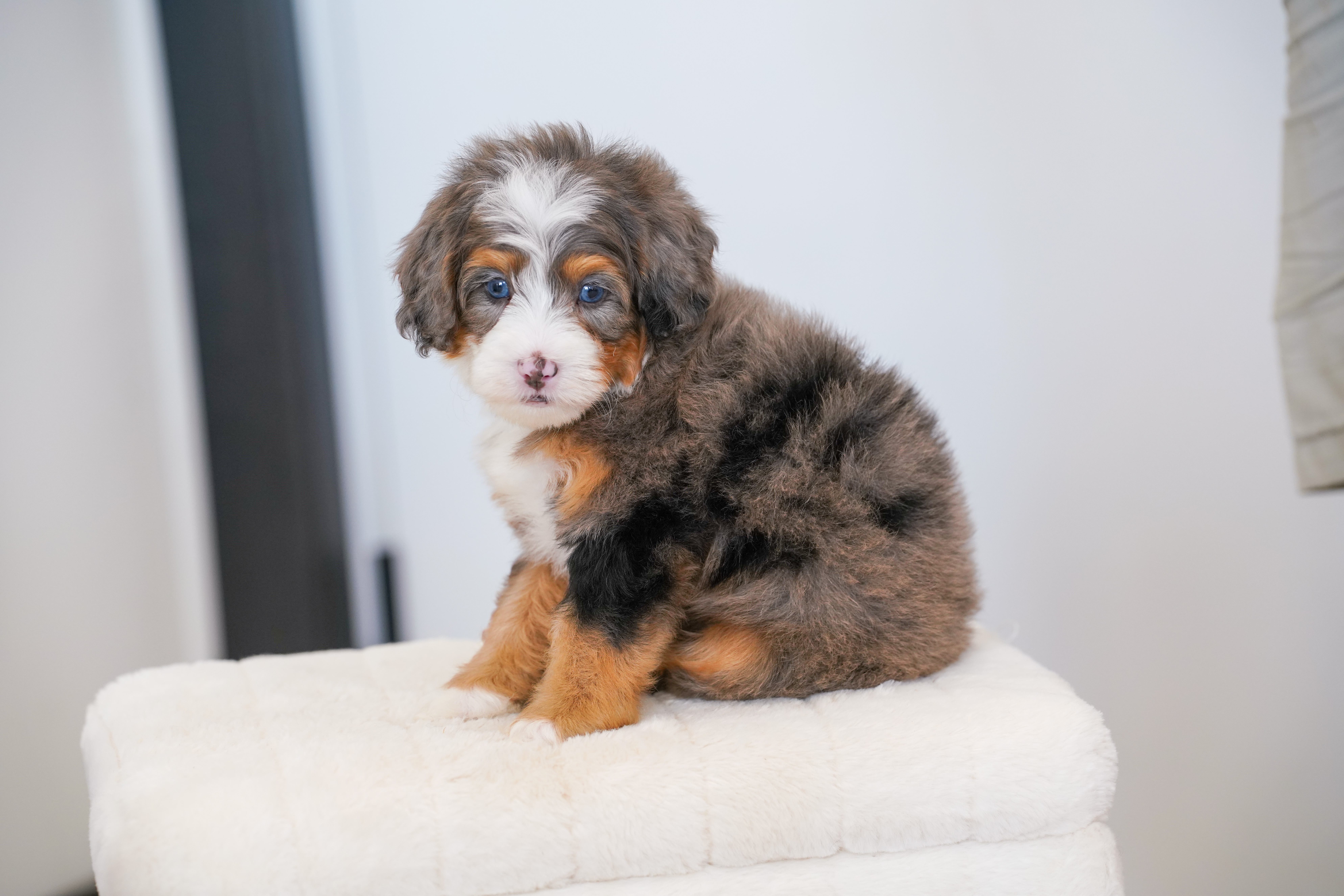 Thumper, Merle Tri Colored, boy, Mini Bernedoodle, puppy at Down Home Doodle