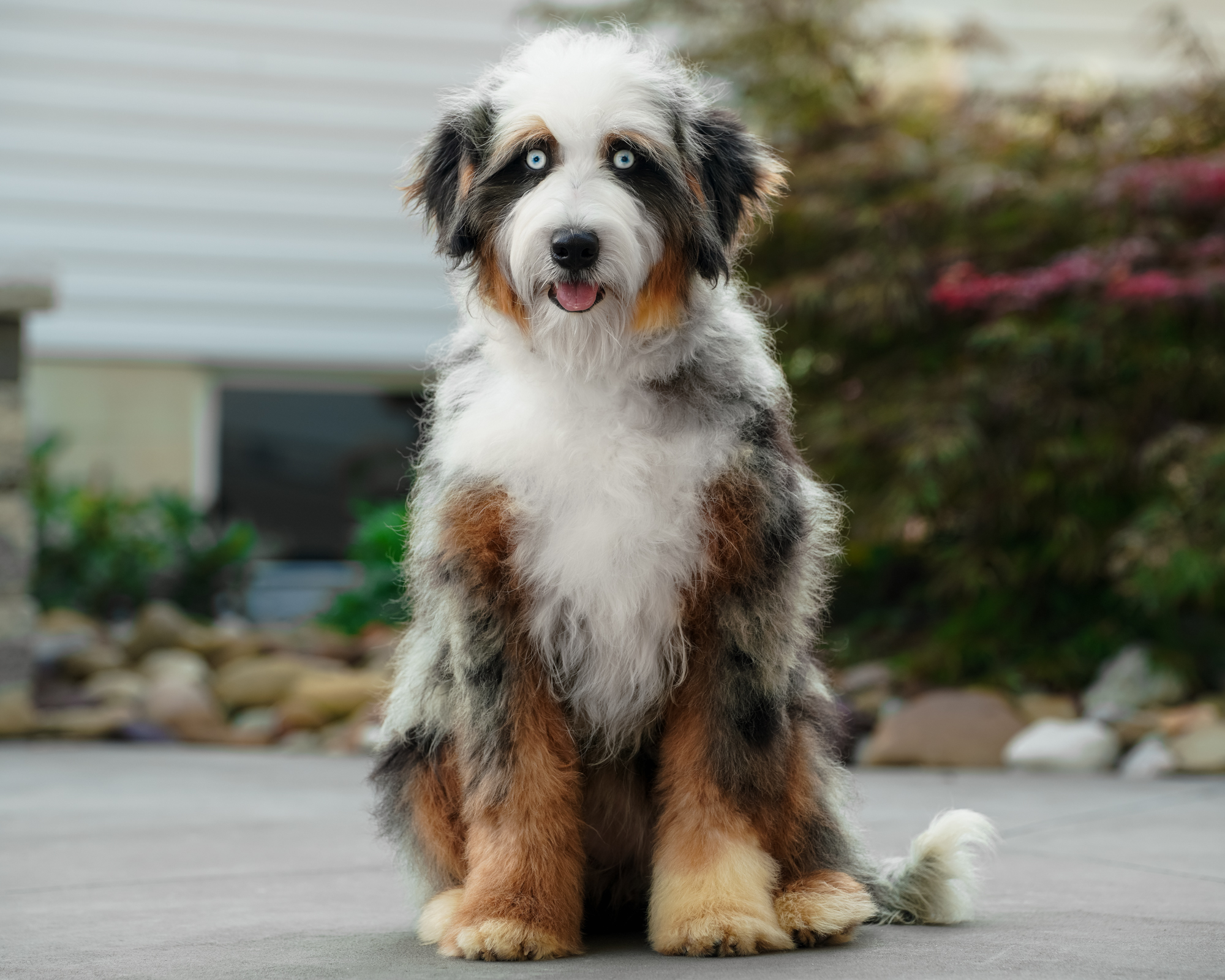 Our striking 43-pound Blue Merle Mini Bernedoodle mom with two brilliant blue eyes, vibrant copper tan points, and a