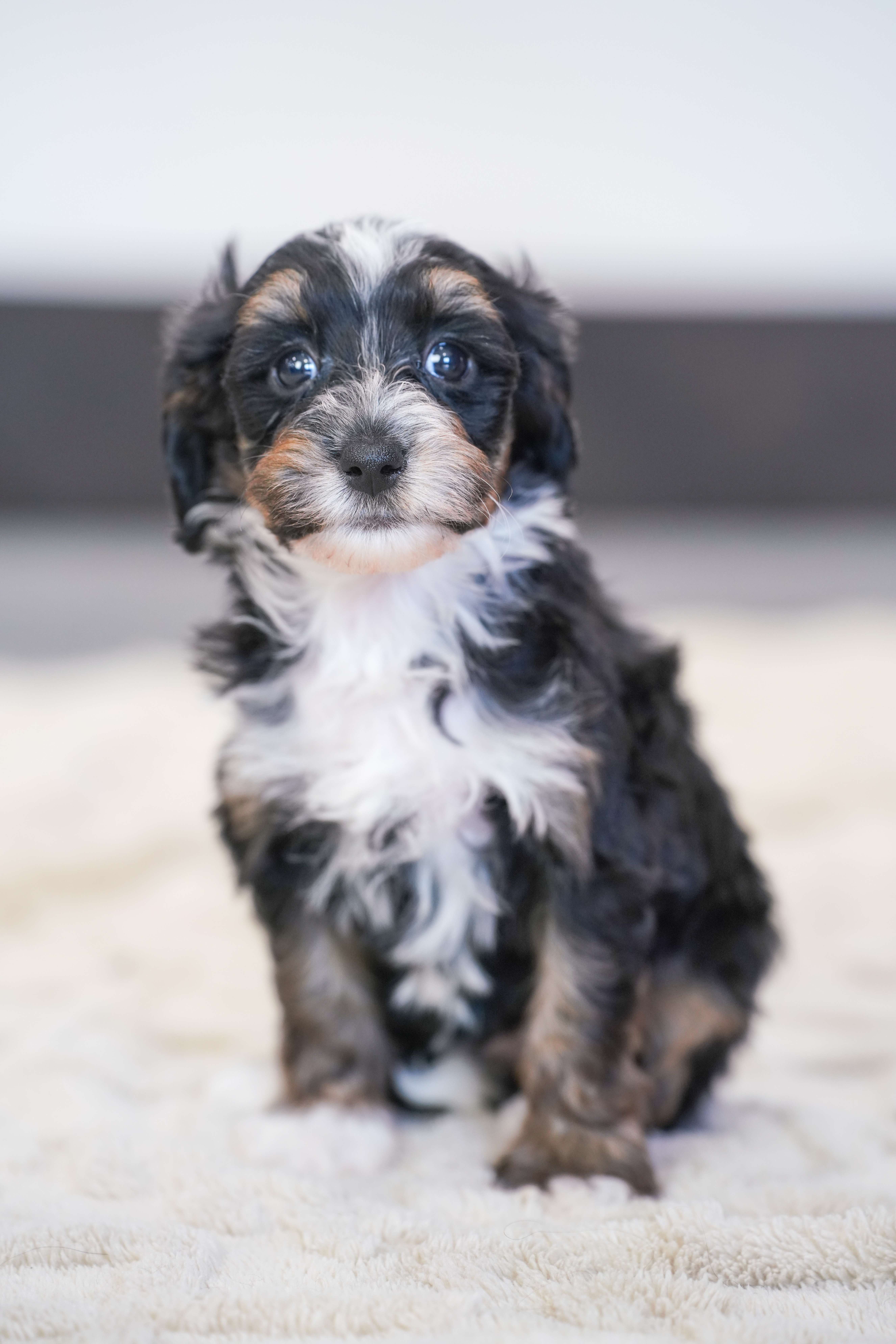 Santel, Tri Colored, girl, Micro Bernedoodle, puppy at Down Home Doodle