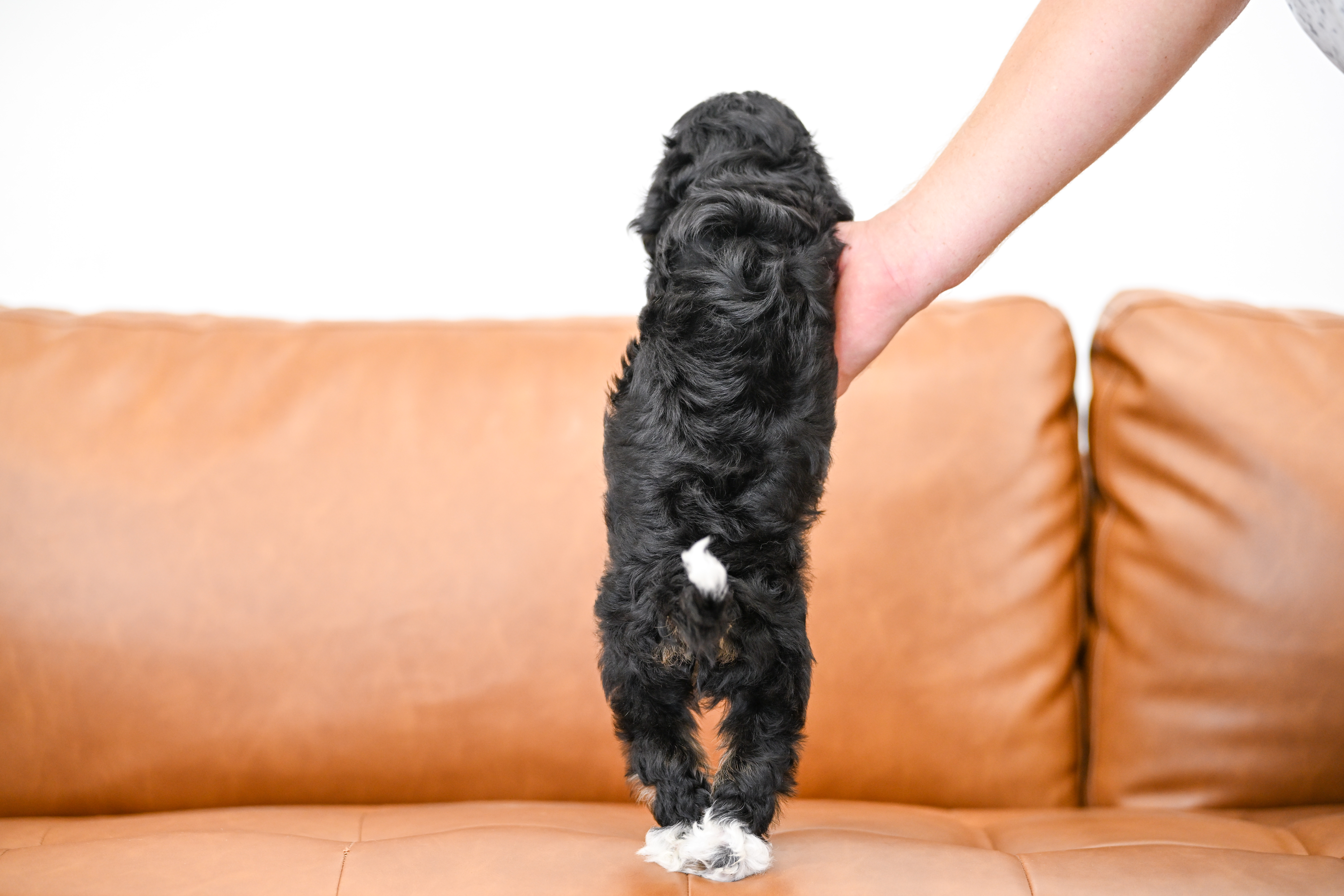 Odette, Tri Colored, girl, Micro Bernedoodle, puppy at Down Home Doodle