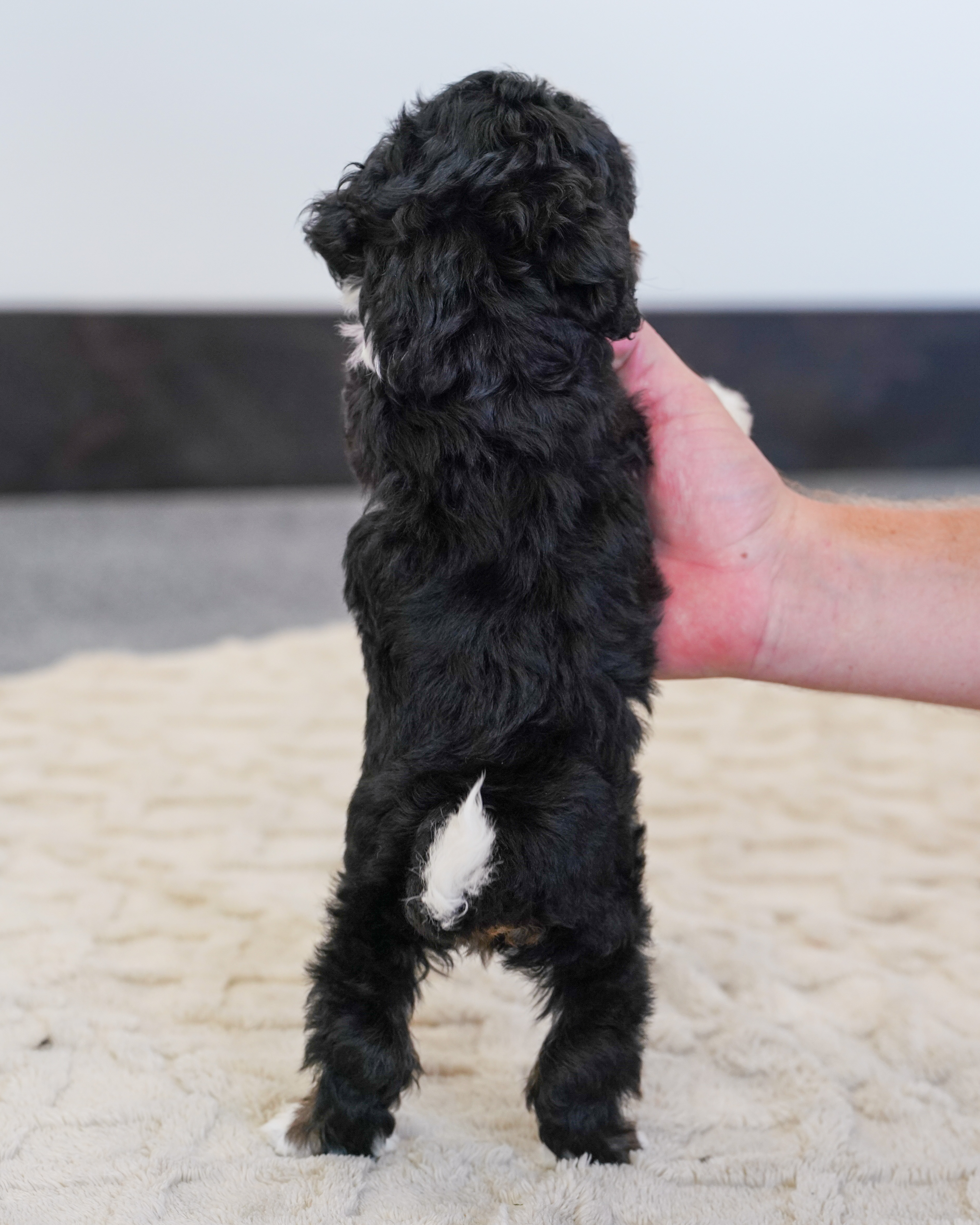 Valentino, Tri Colored, boy, Micro Bernedoodle, puppy at Down Home Doodle