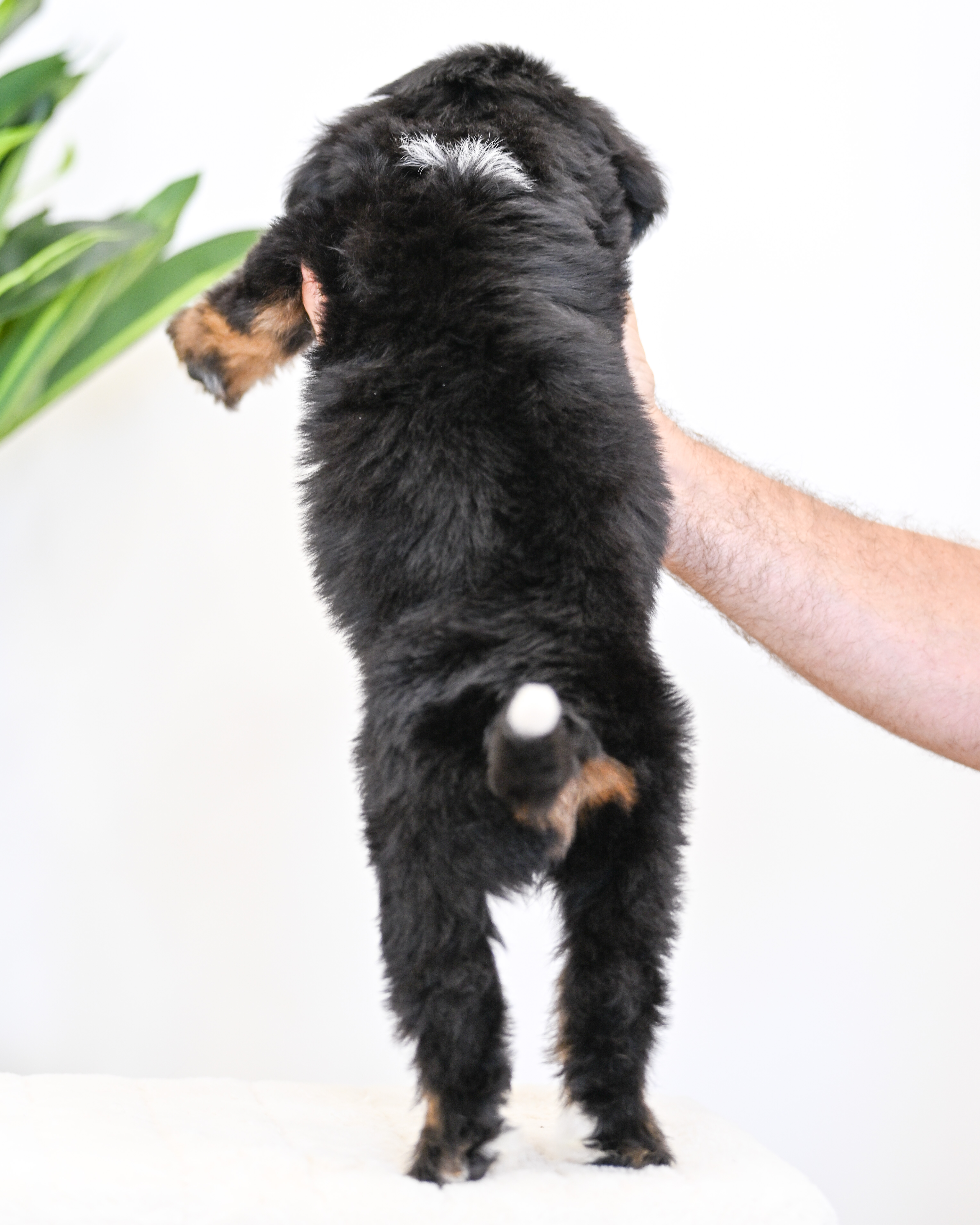 Dori, Tri Colored, girl, Mini Bernedoodle, puppy at Down Home Doodle