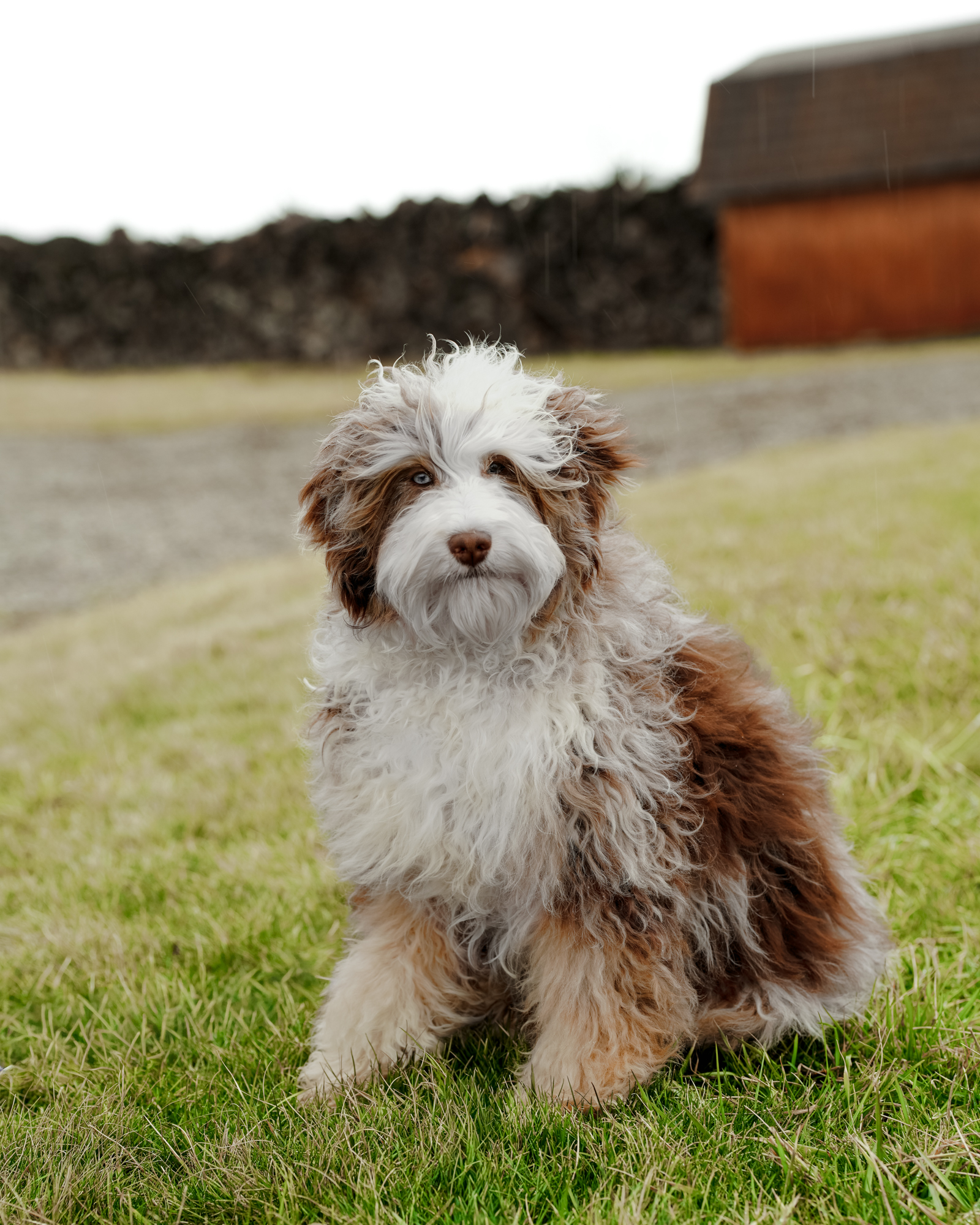Our 35-pound Blue Merle Mini Bernedoodle mom with high-contrast markings, exceptional conformation, and an affectionate,