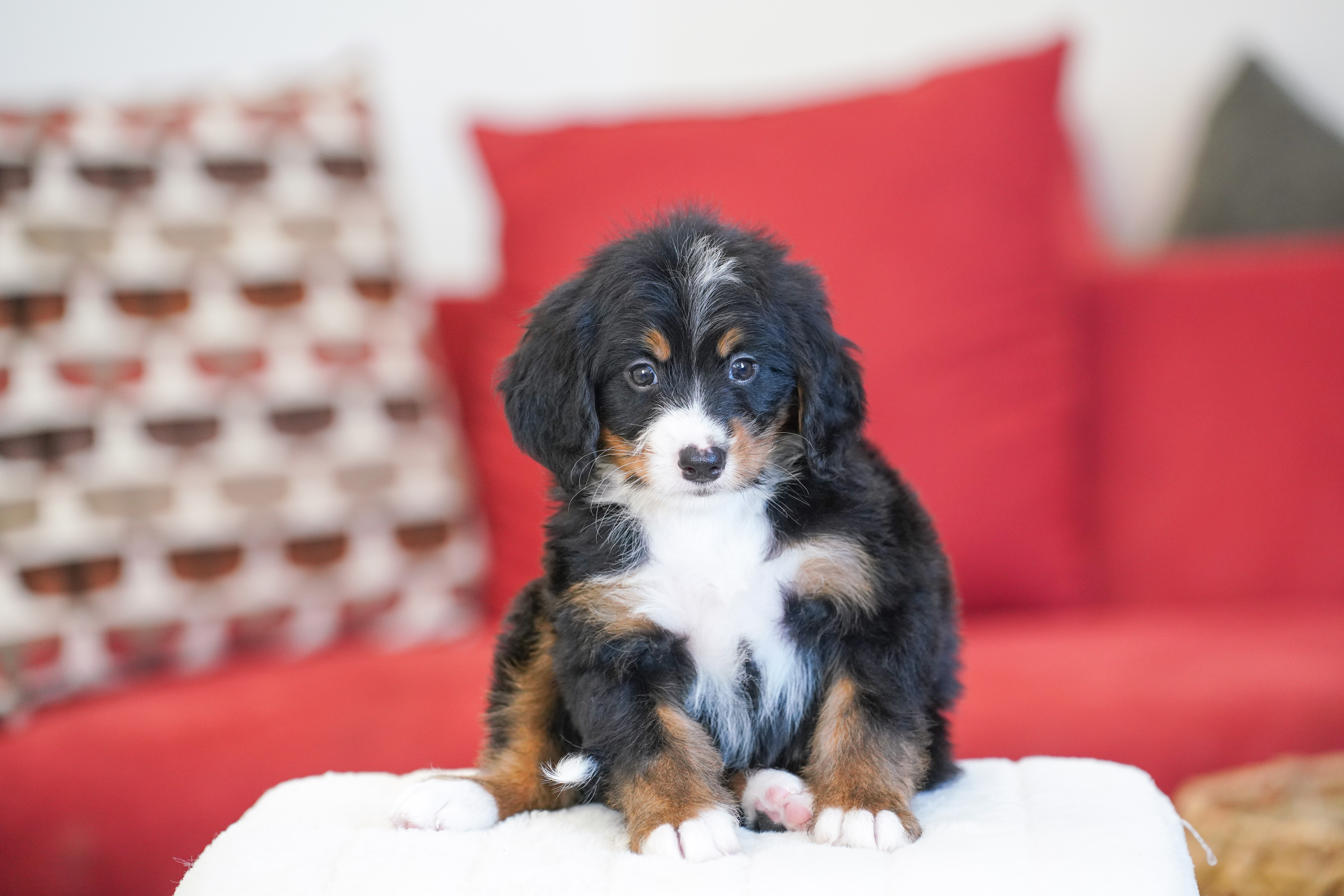 Michelle, Tri Colored, girl, Mini Bernedoodle, puppy at Down Home Doodle