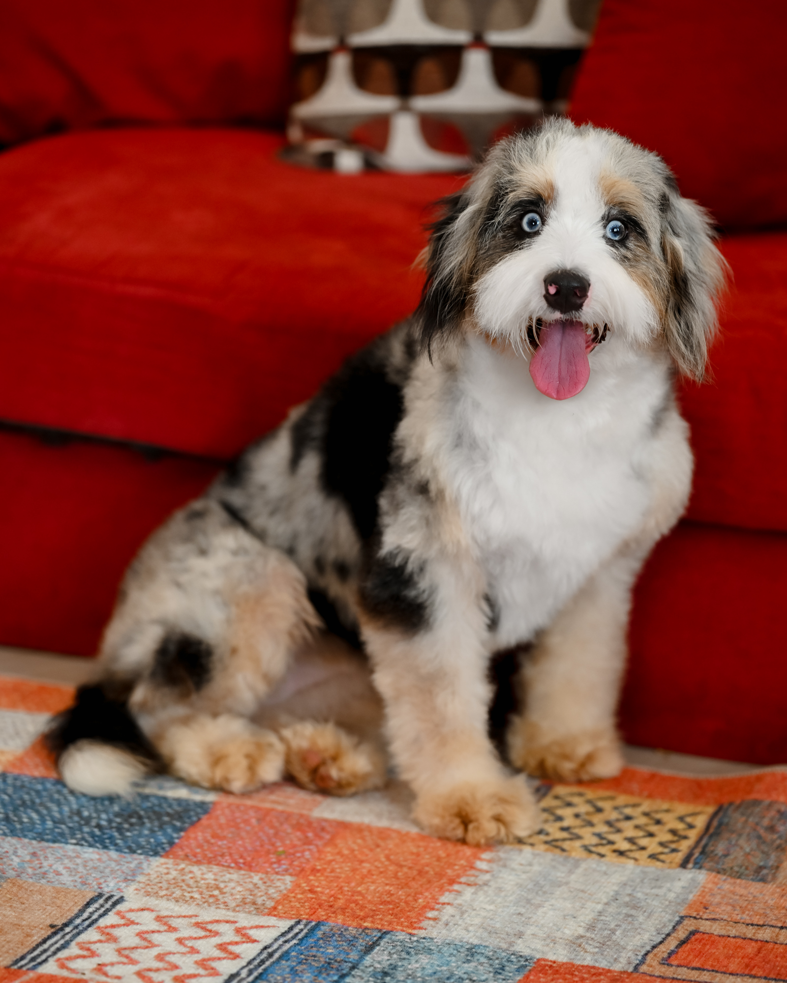 Shuri, Bernedoodle mom at Down Home Doodle