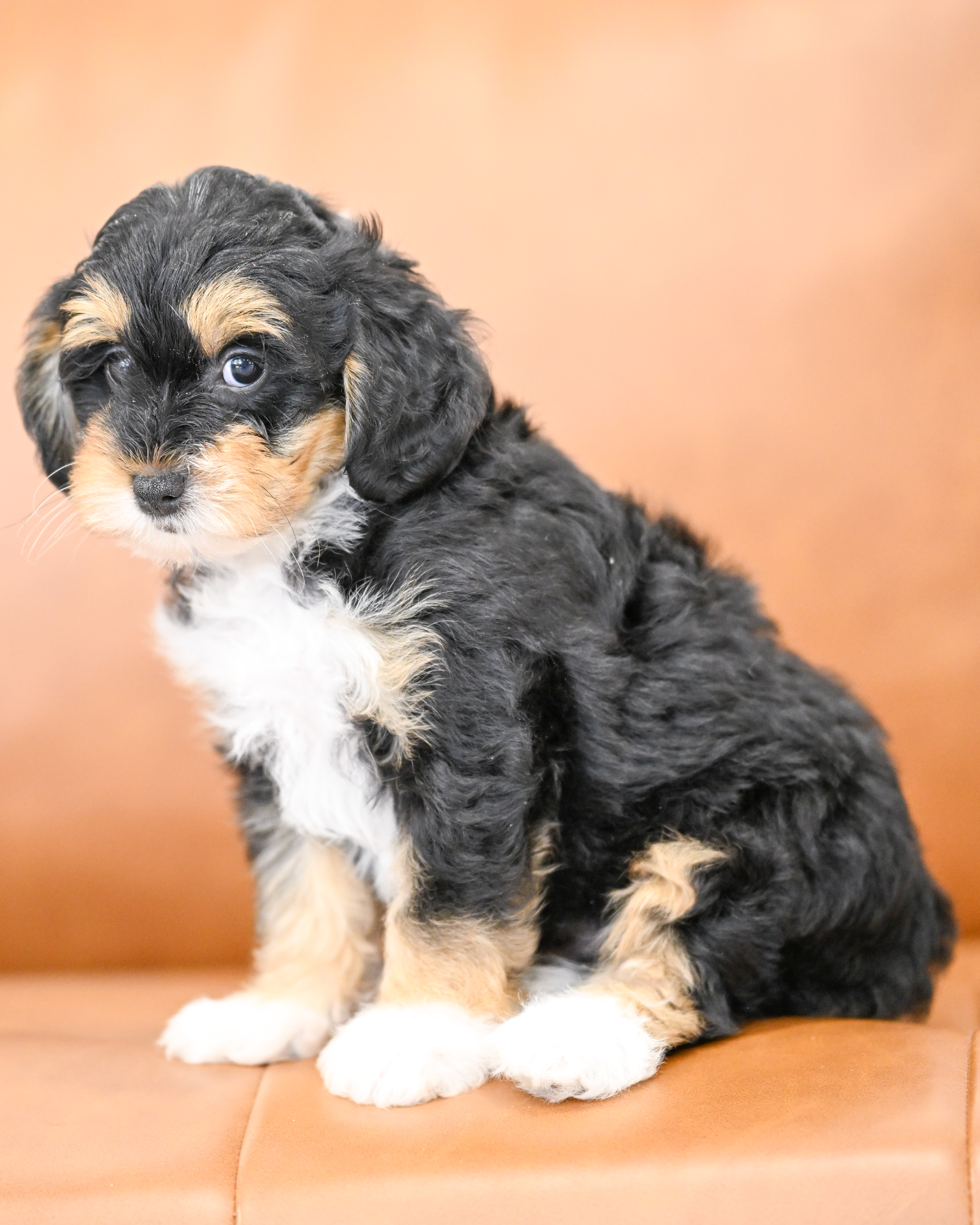 Delphine, Tri Colored, girl, Micro Bernedoodle, puppy at Down Home Doodle