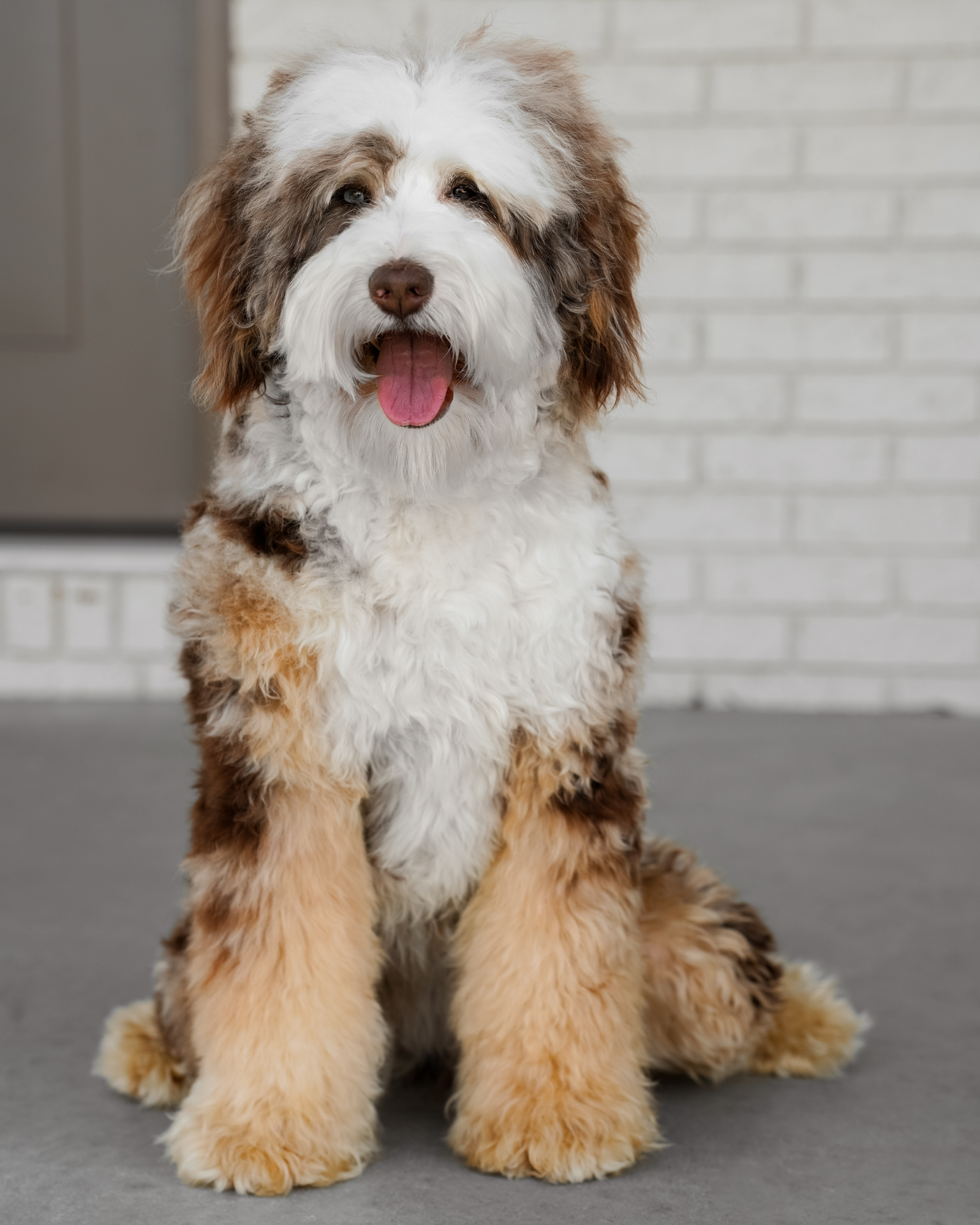 Our 35-pound Blue Merle Mini Bernedoodle mom with high-contrast markings, exceptional conformation, and an affectionate, gentle nature.