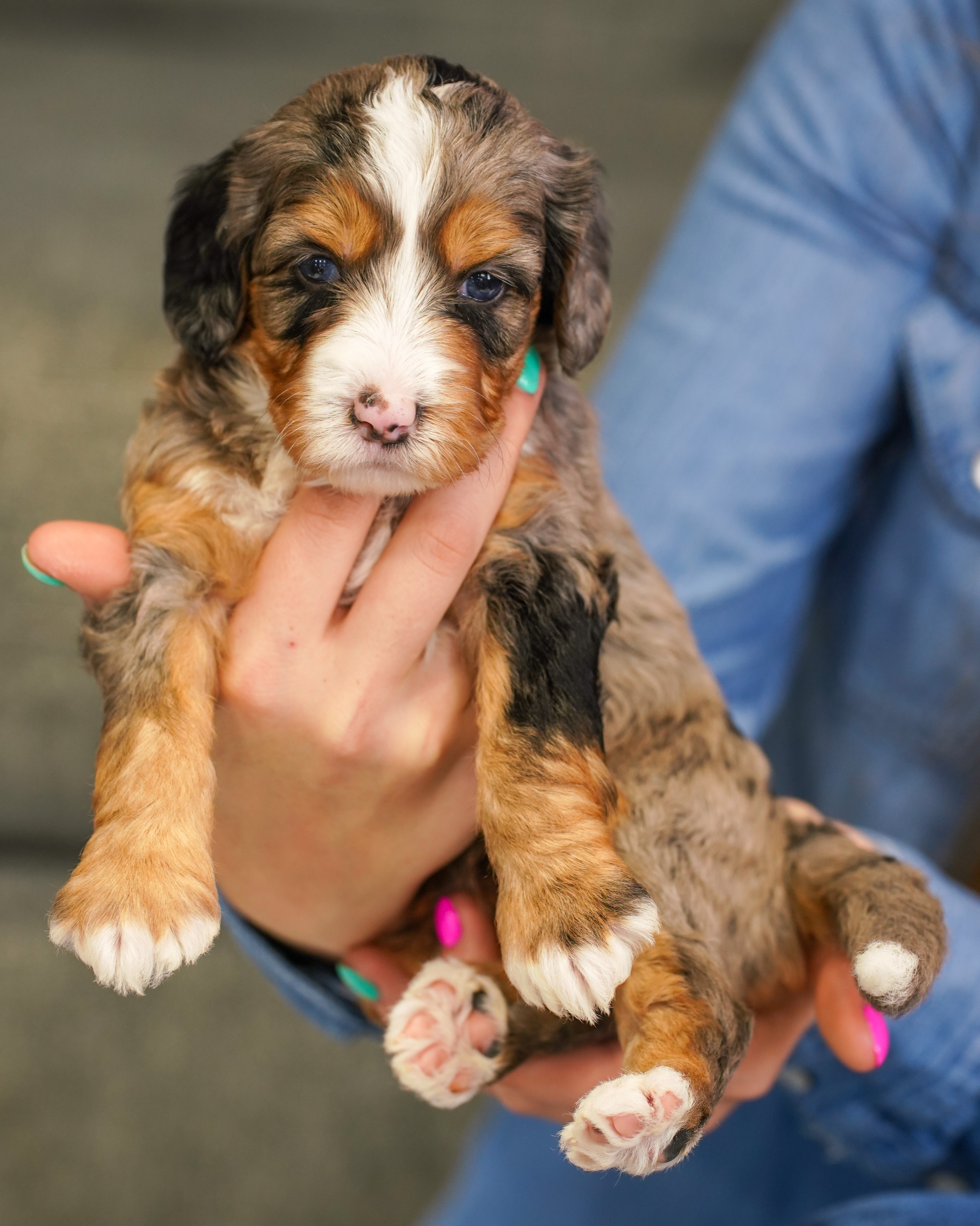Pumpkin, Merle Tri Colored, girl, Mini Bernedoodle, puppy at Down Home Doodle