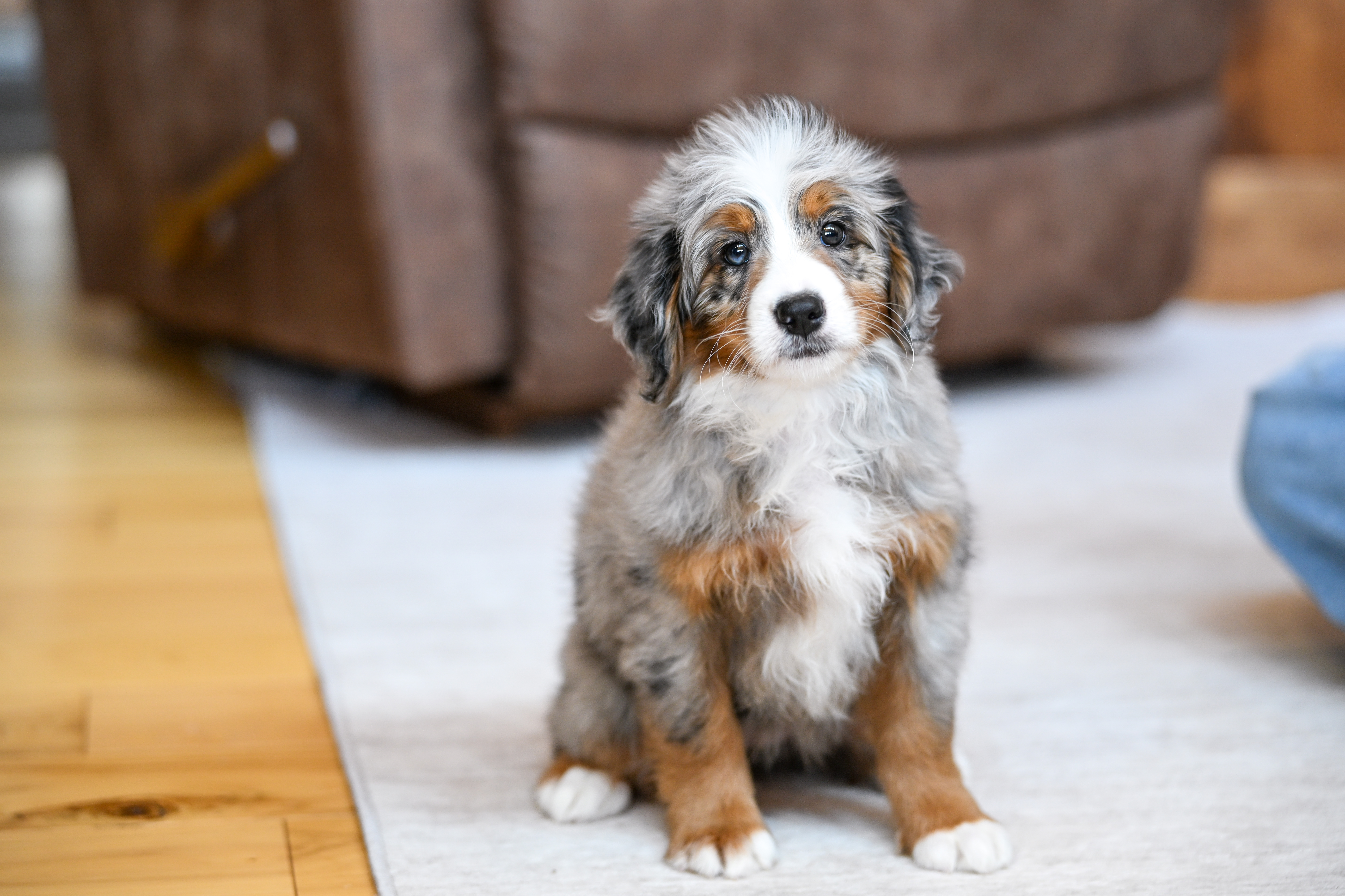 Rapunzel, Merle Tri Colored, girl, Mini Bernedoodle, puppy at Down Home Doodle
